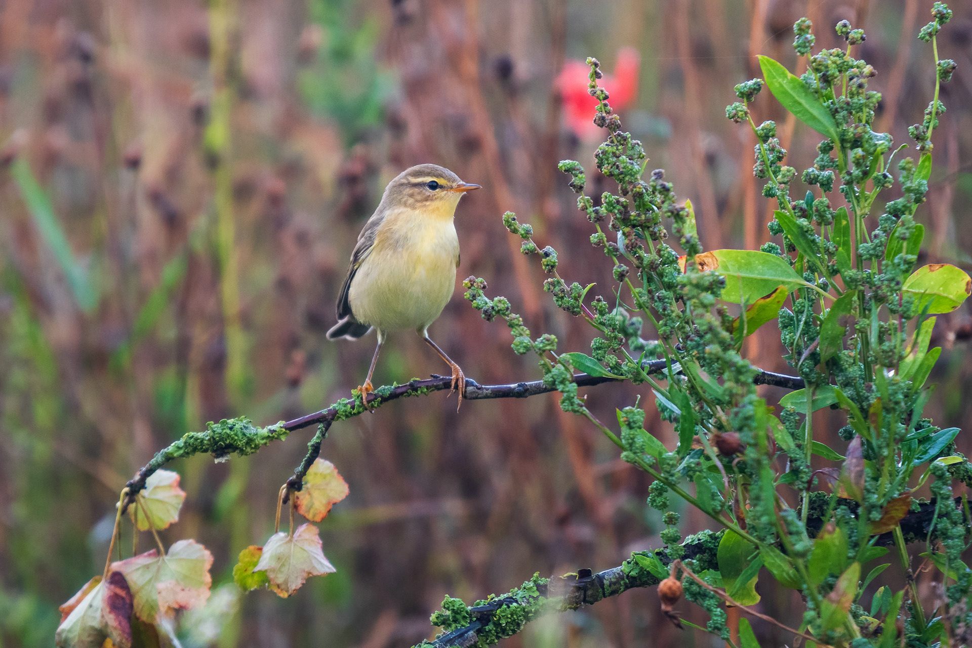 Common Chiffchaff