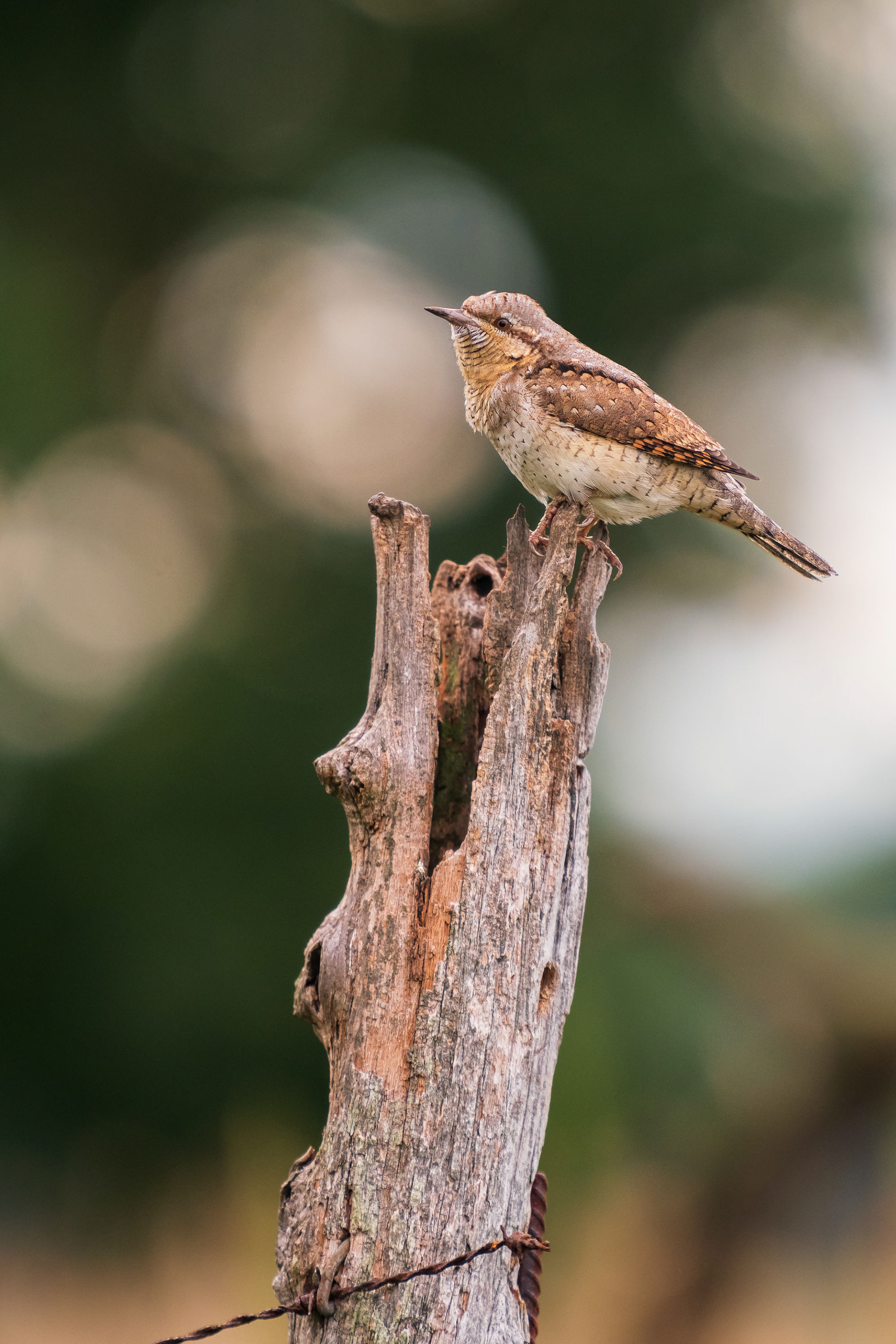 Eurasian Wryneck