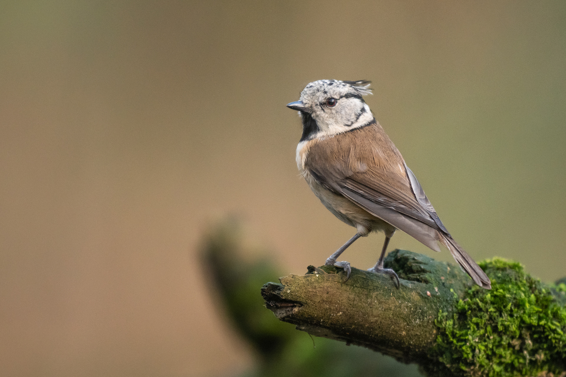 Crested Tit