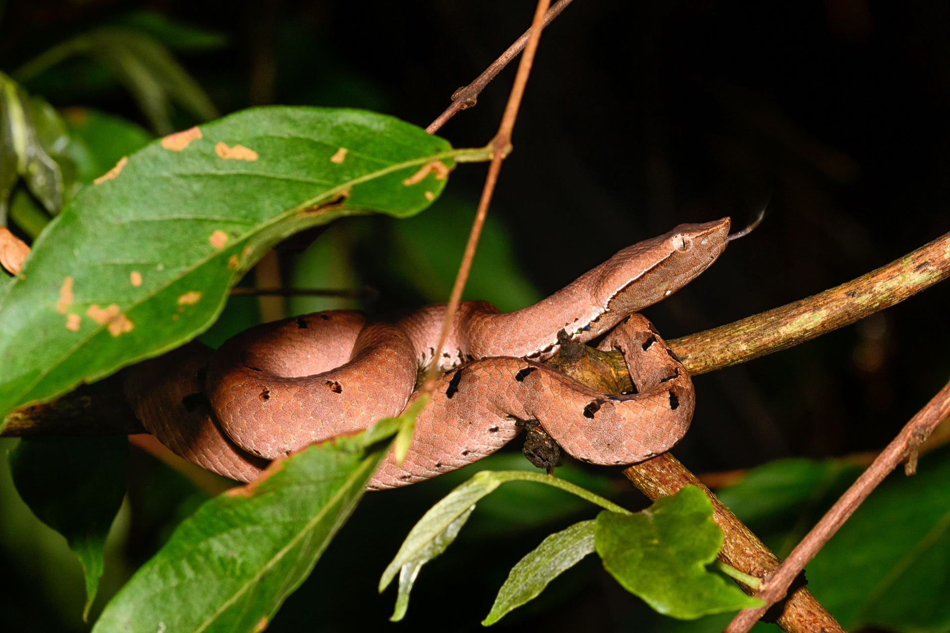 Hump-Nosed Pit Viper