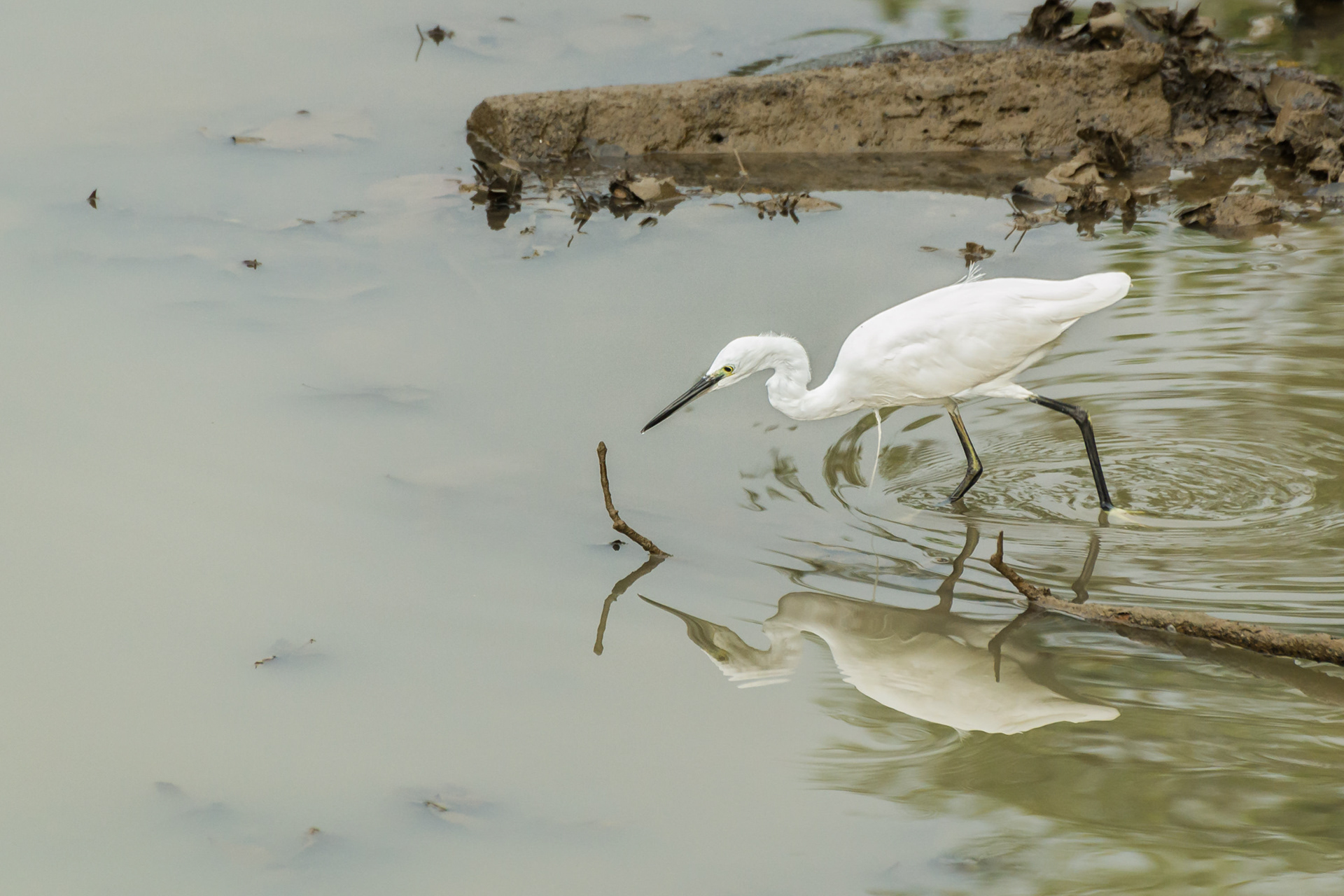 Little Egret