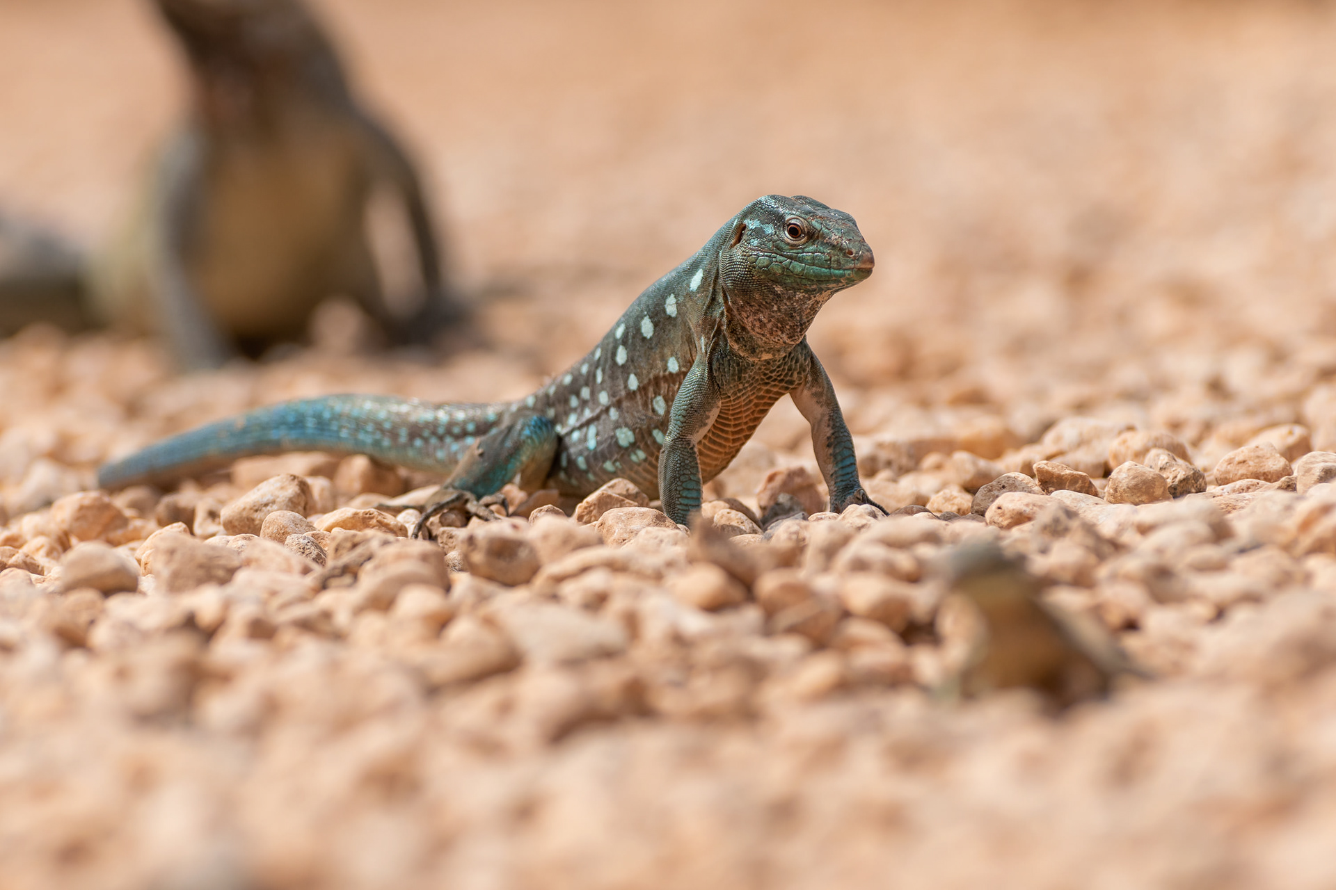 Laurent's Whiptail