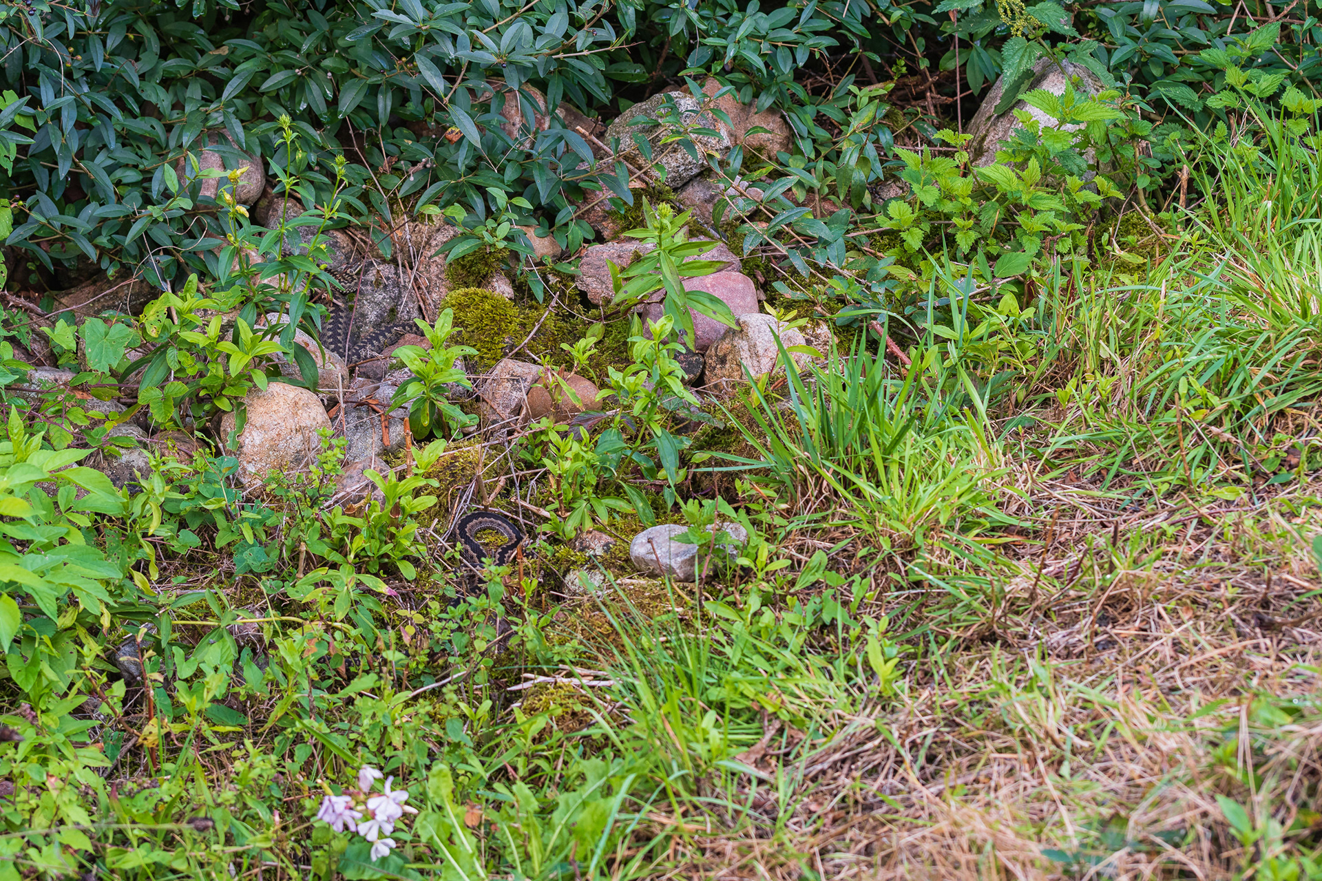 Can you spot both vipers?