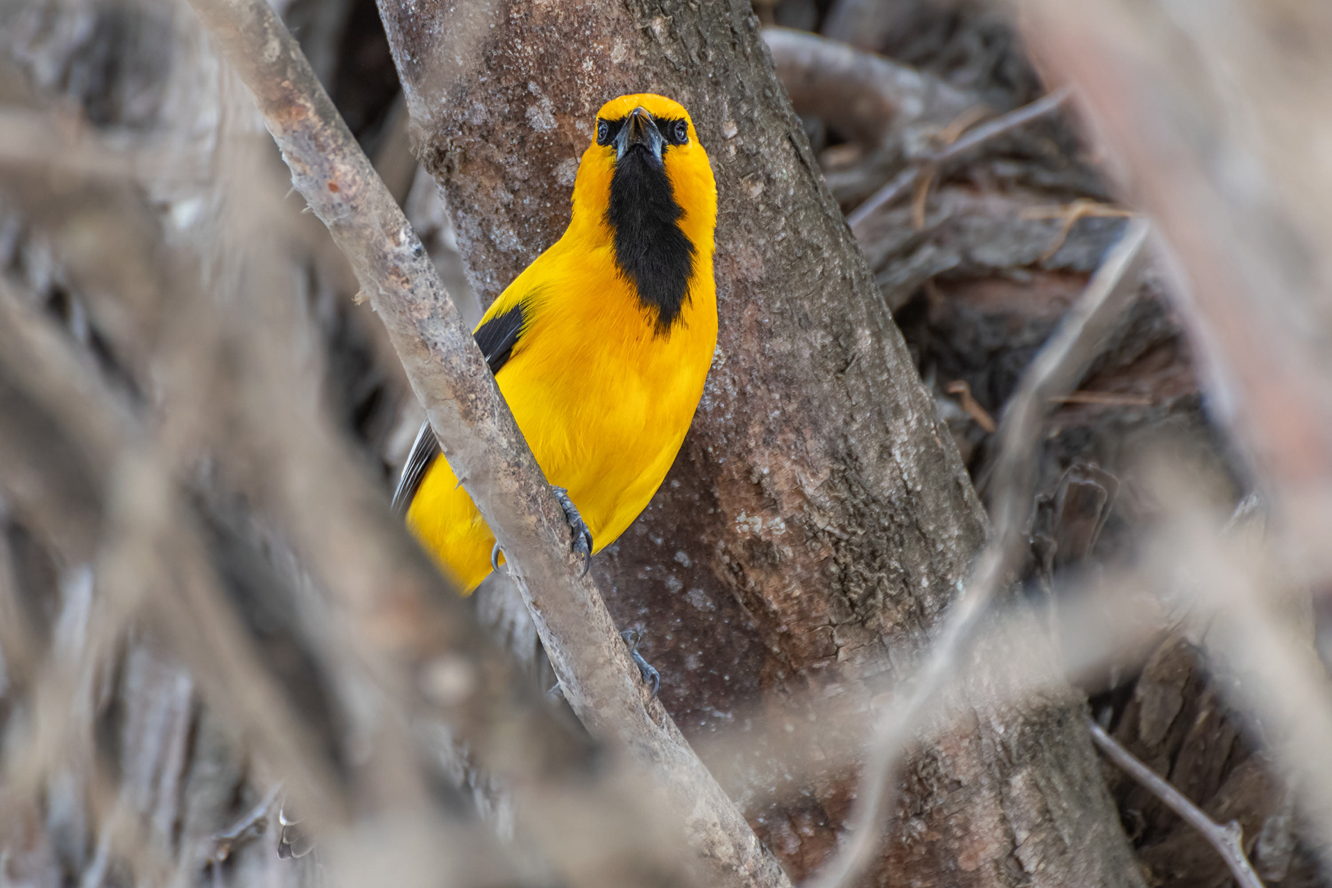Yellow Oriole