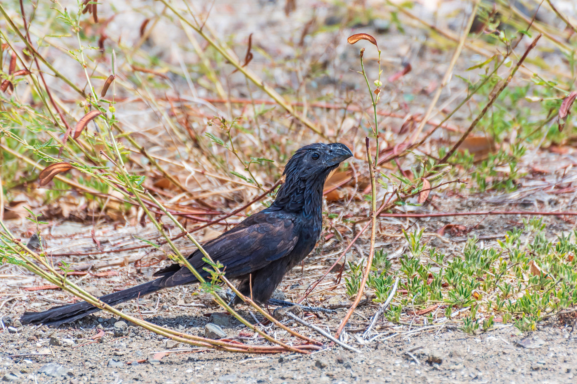 Groove-Billed Ani