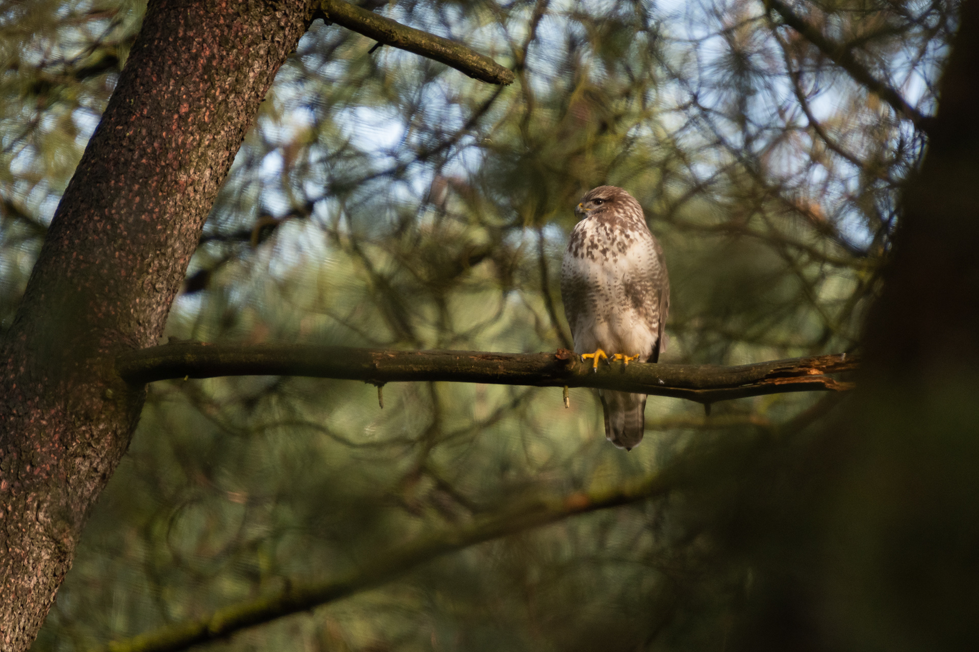Common Buzzard