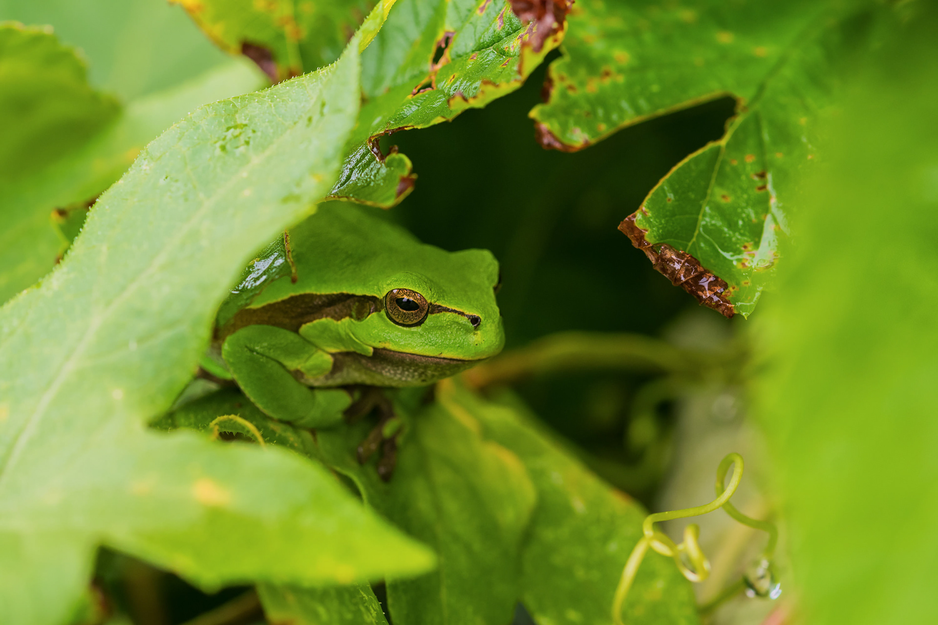 Hidden below the leaves