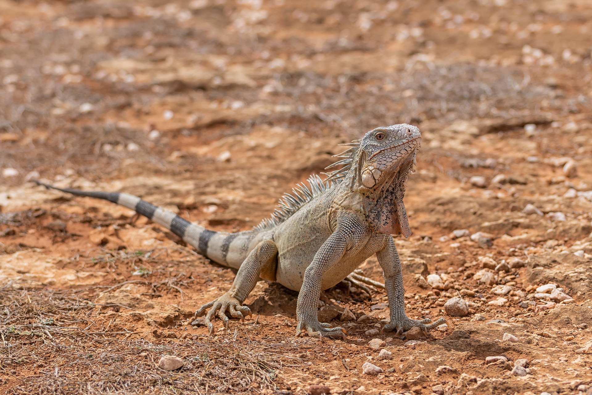 Green Iguana