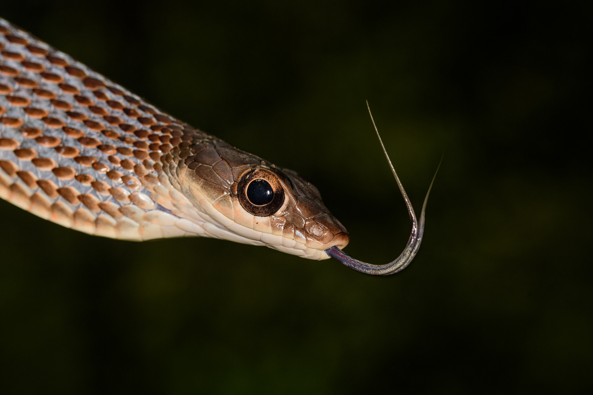 Large Eyed Bronzeback