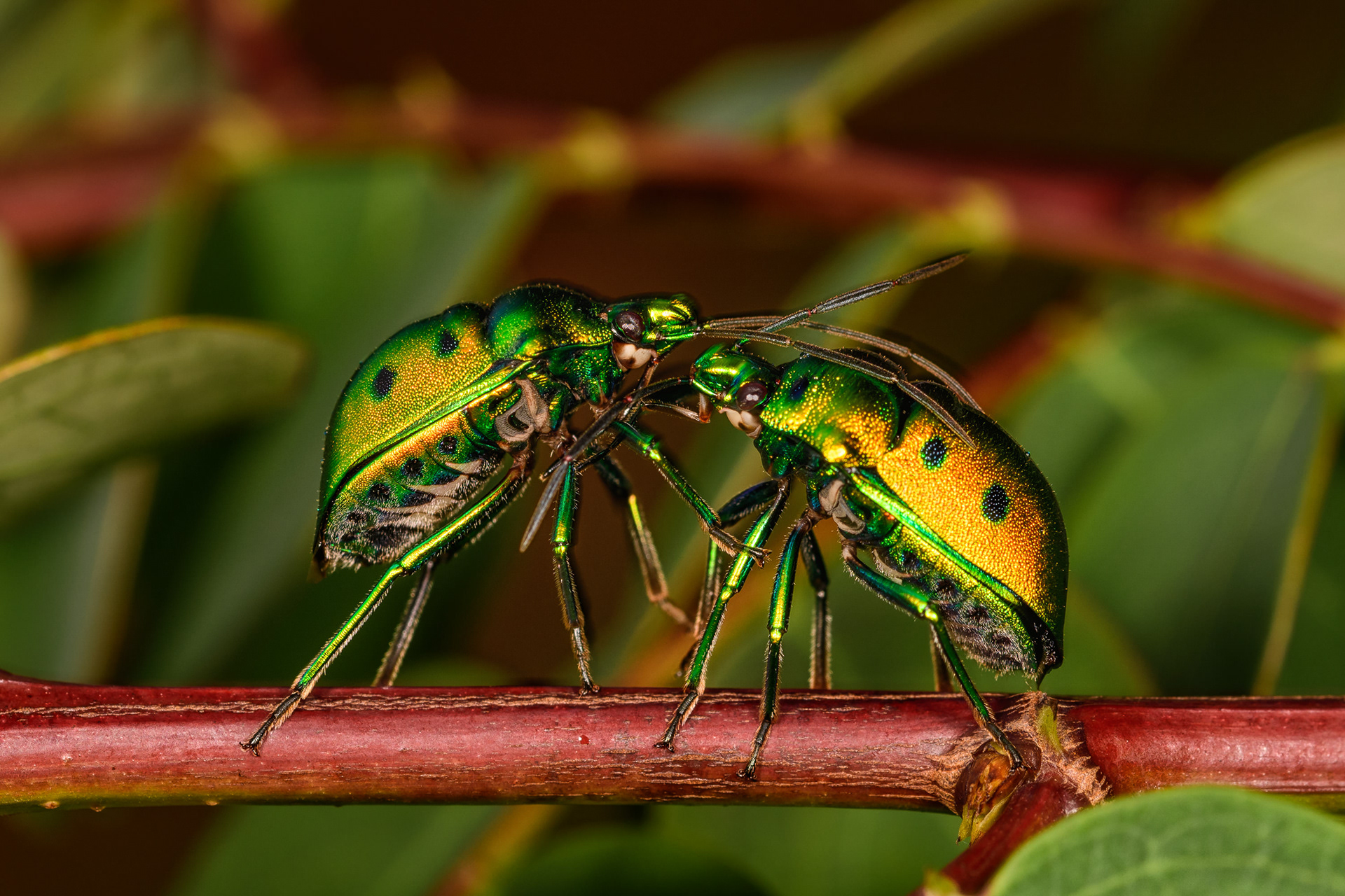 Jewel Bug