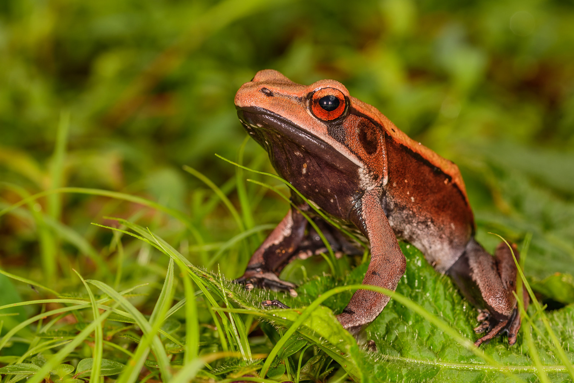 Bi-colored Frog