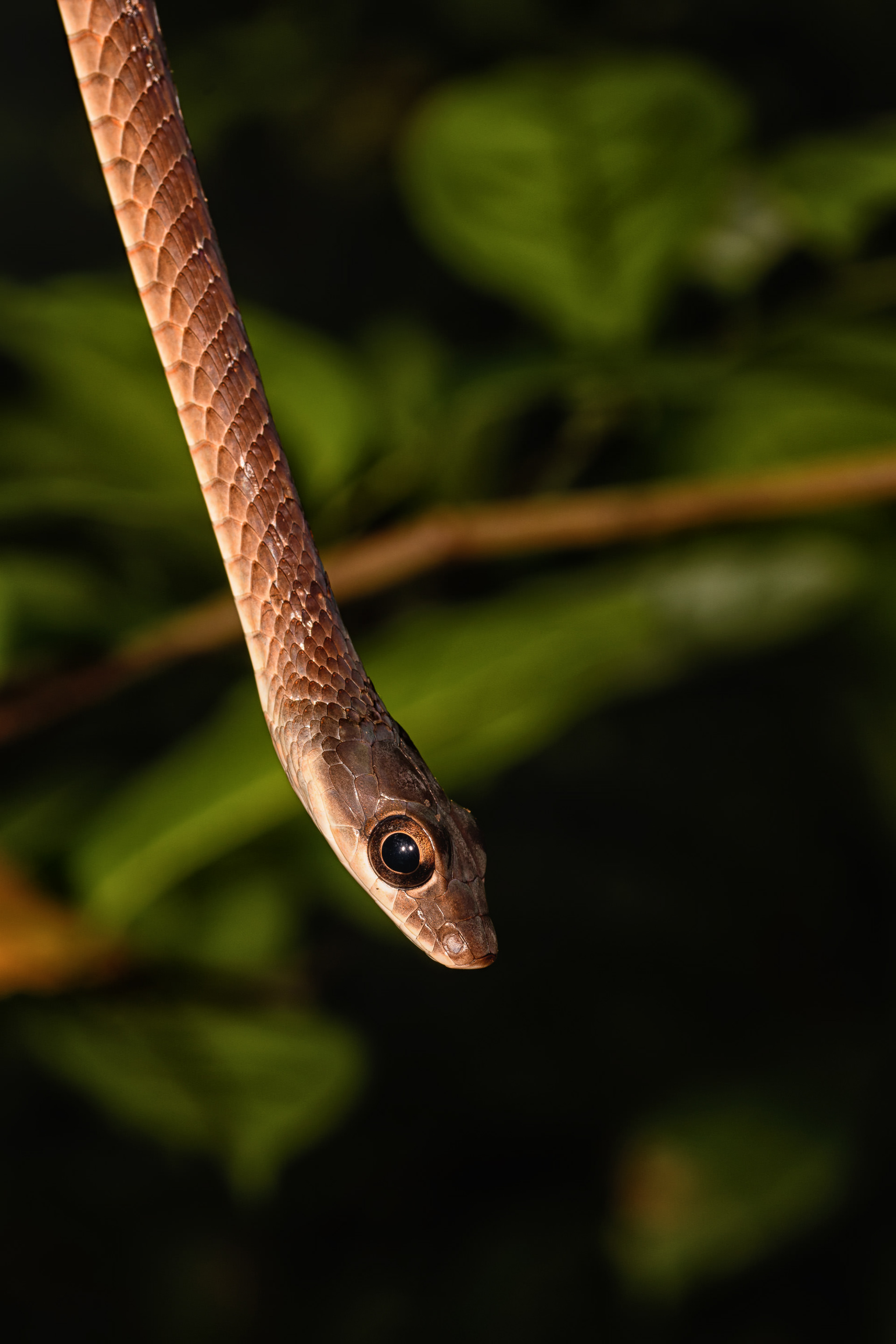 Large Eyed Bronzeback