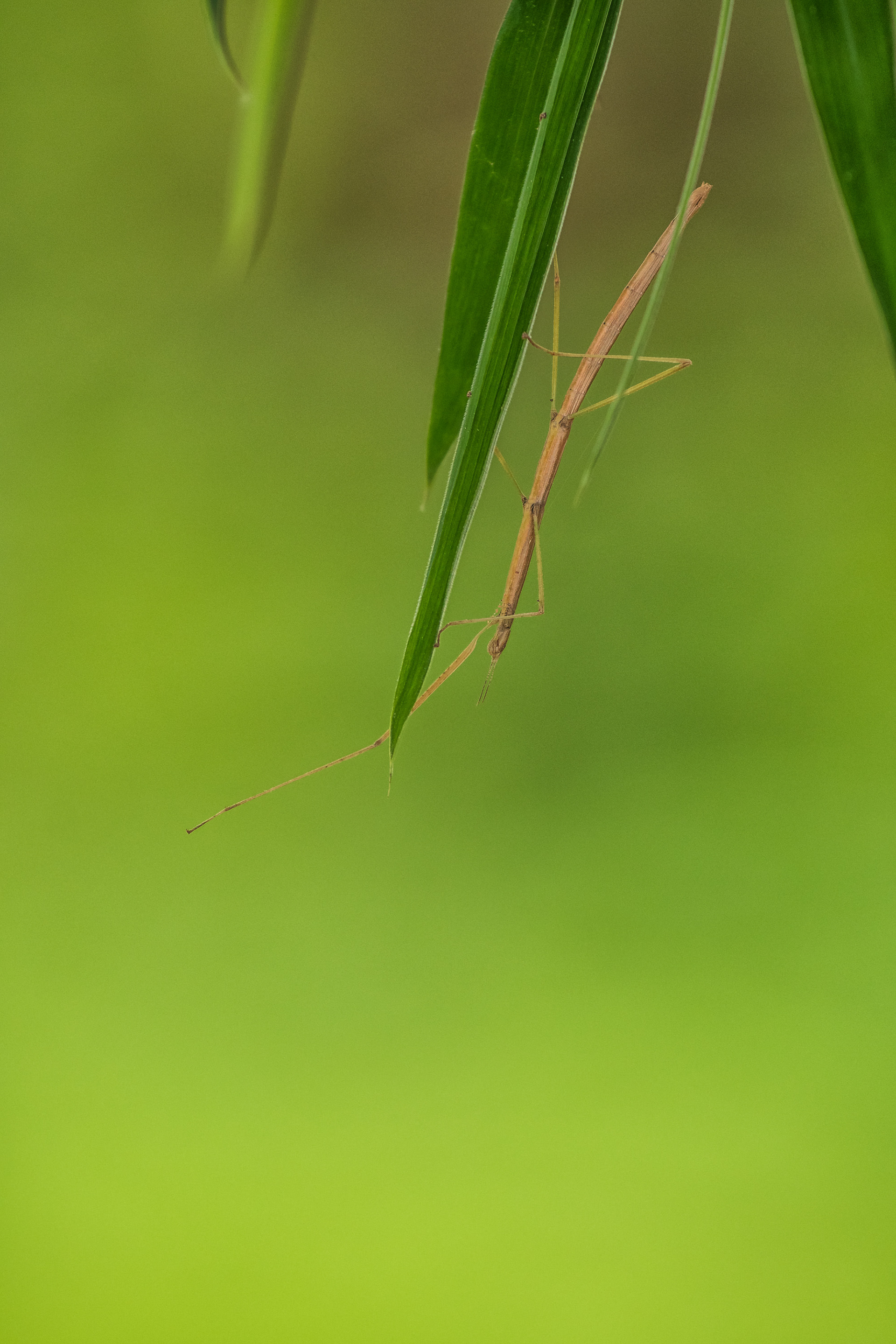 Stick insect