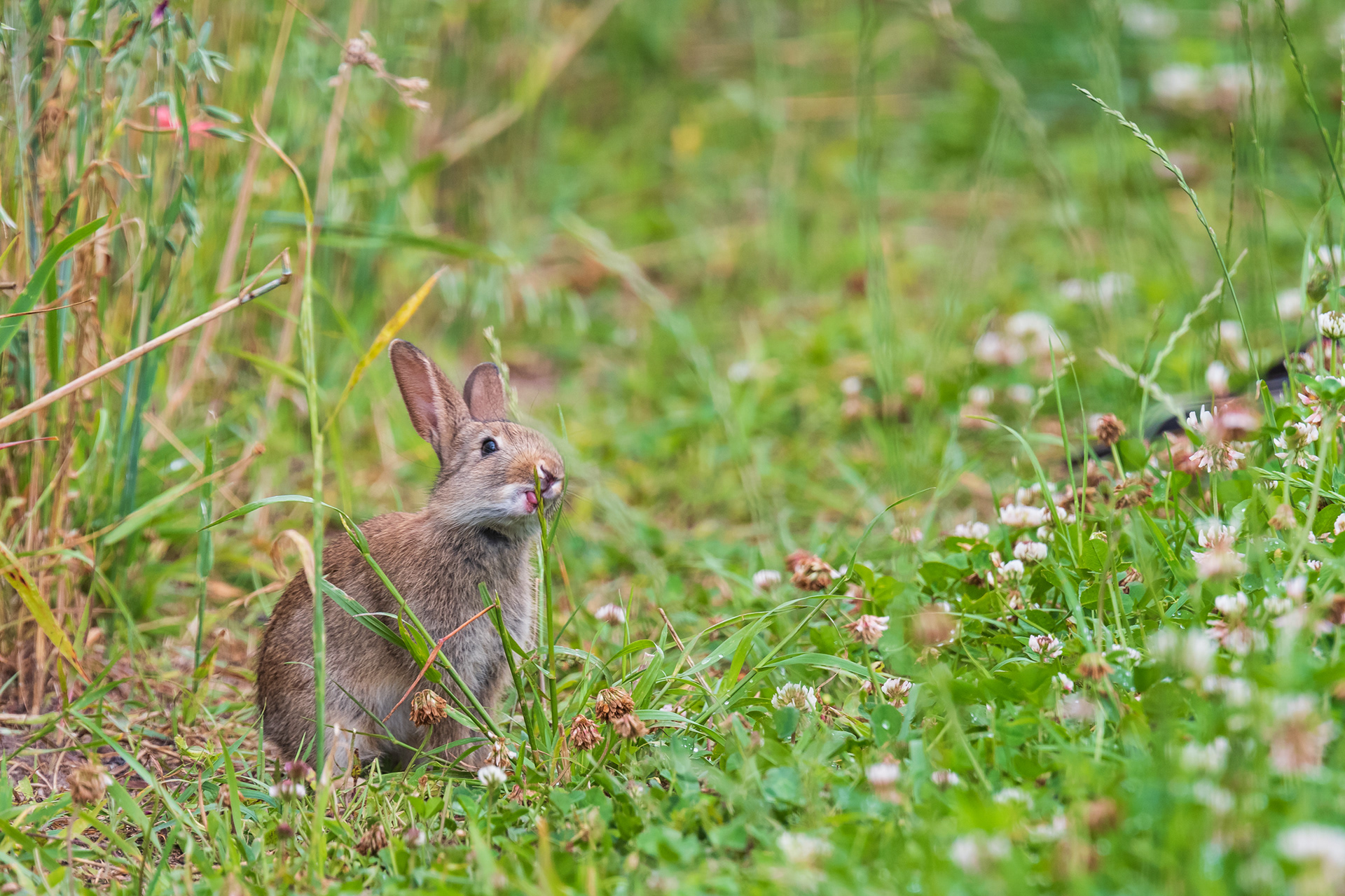 Rabbit