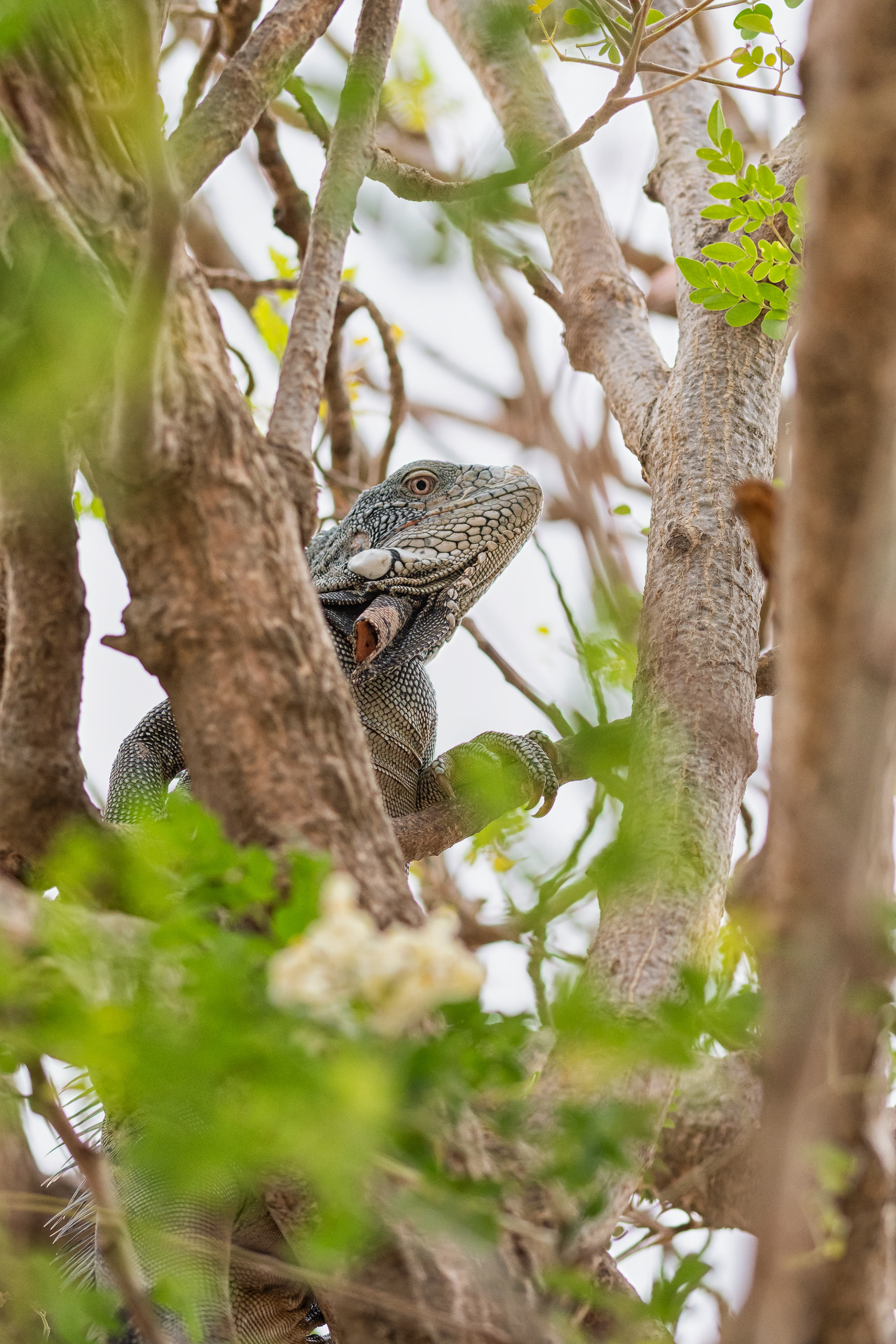 Green Iguana