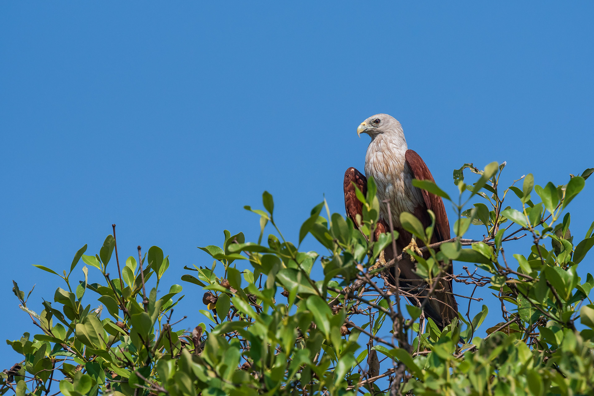 Brahminy Kite
