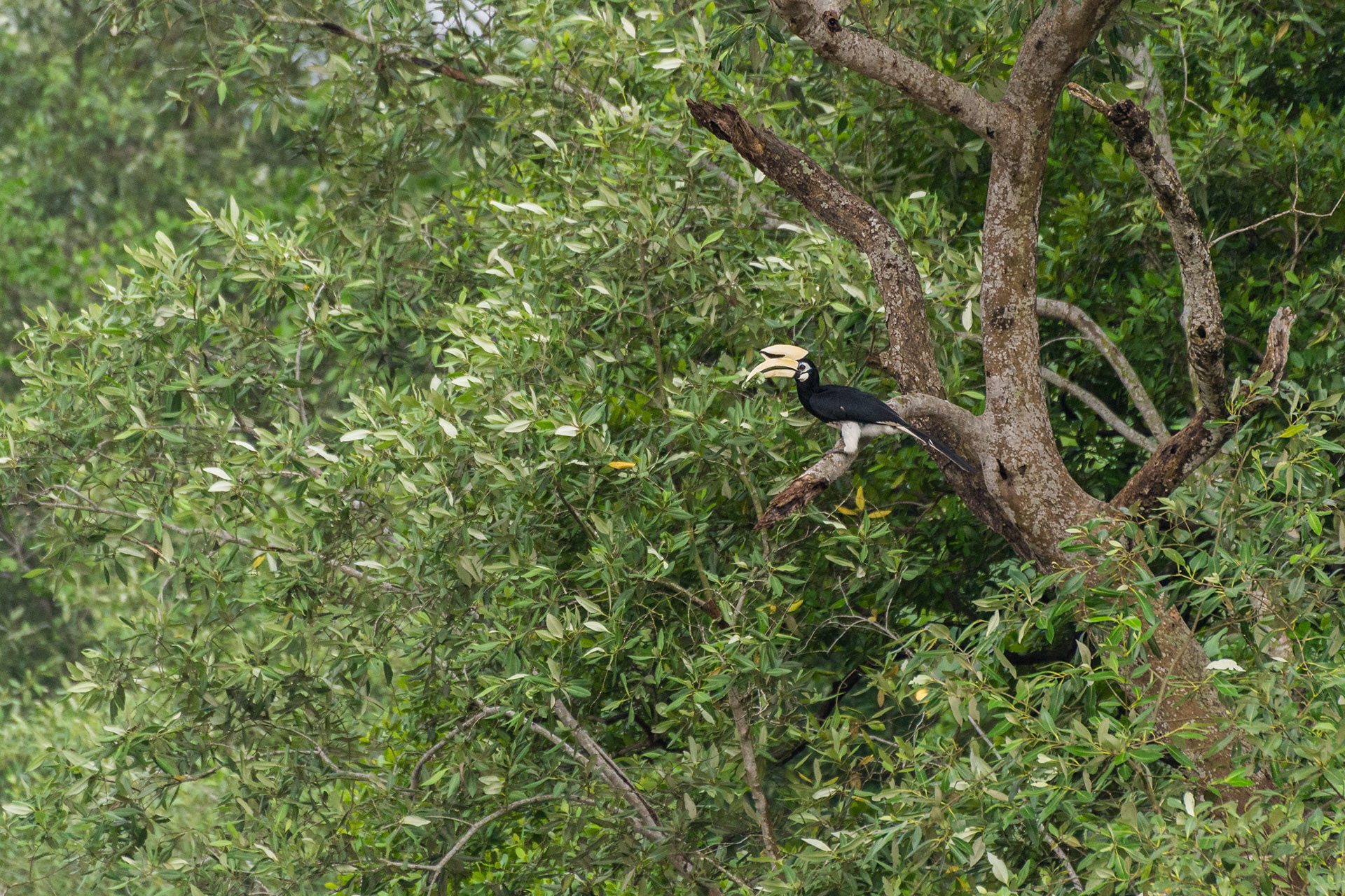 The hornbill kept searching the trees for more catterpillars