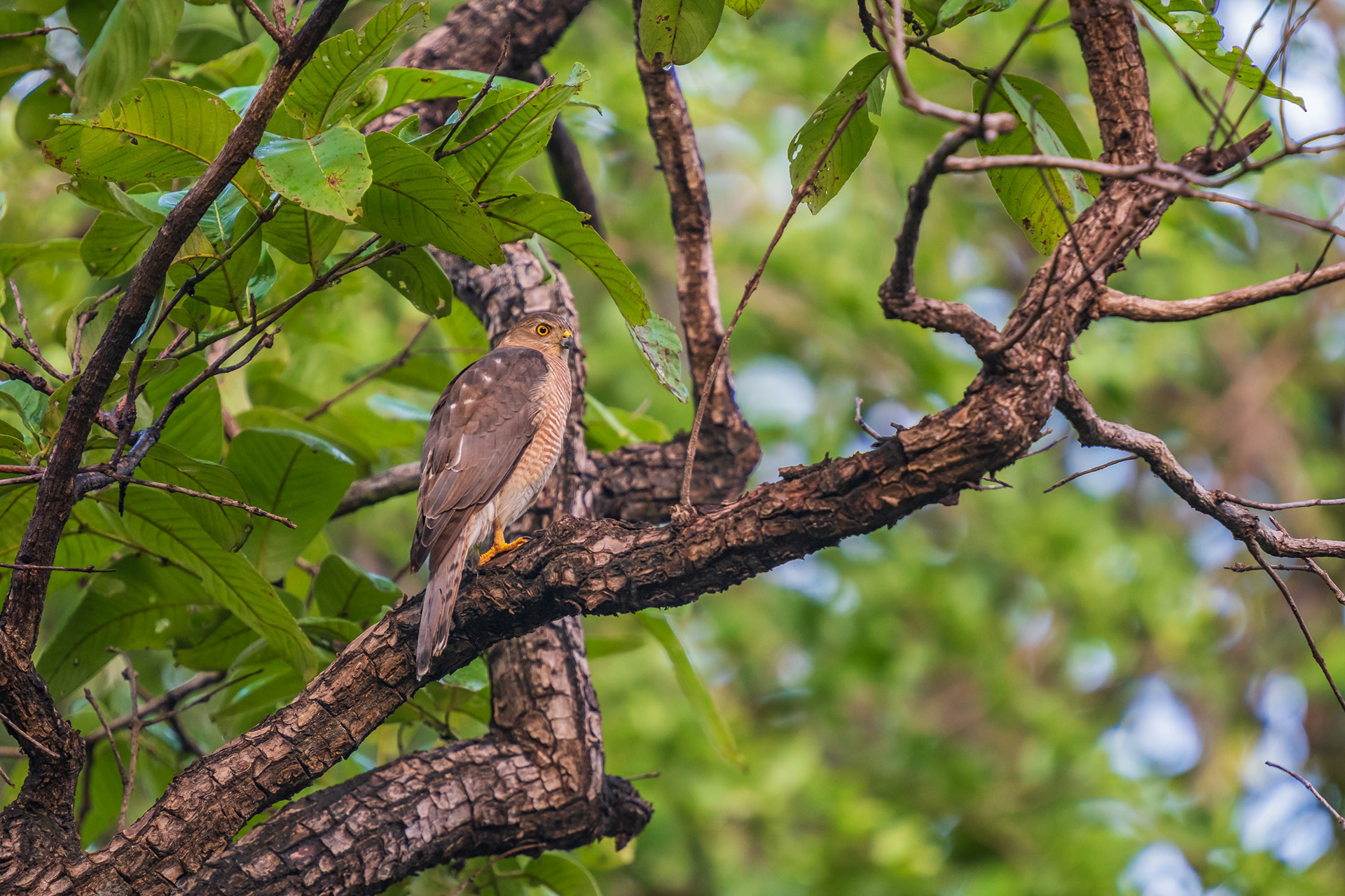 Shikra