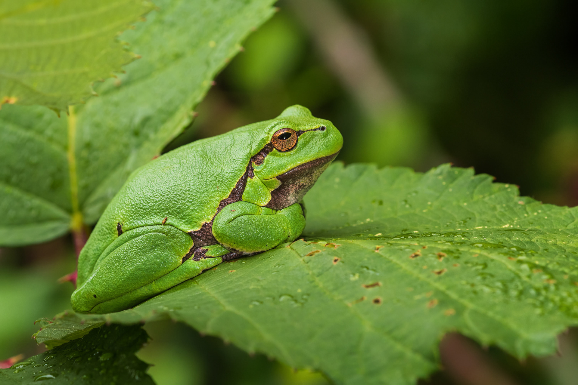 Closeup of an adult tree frog