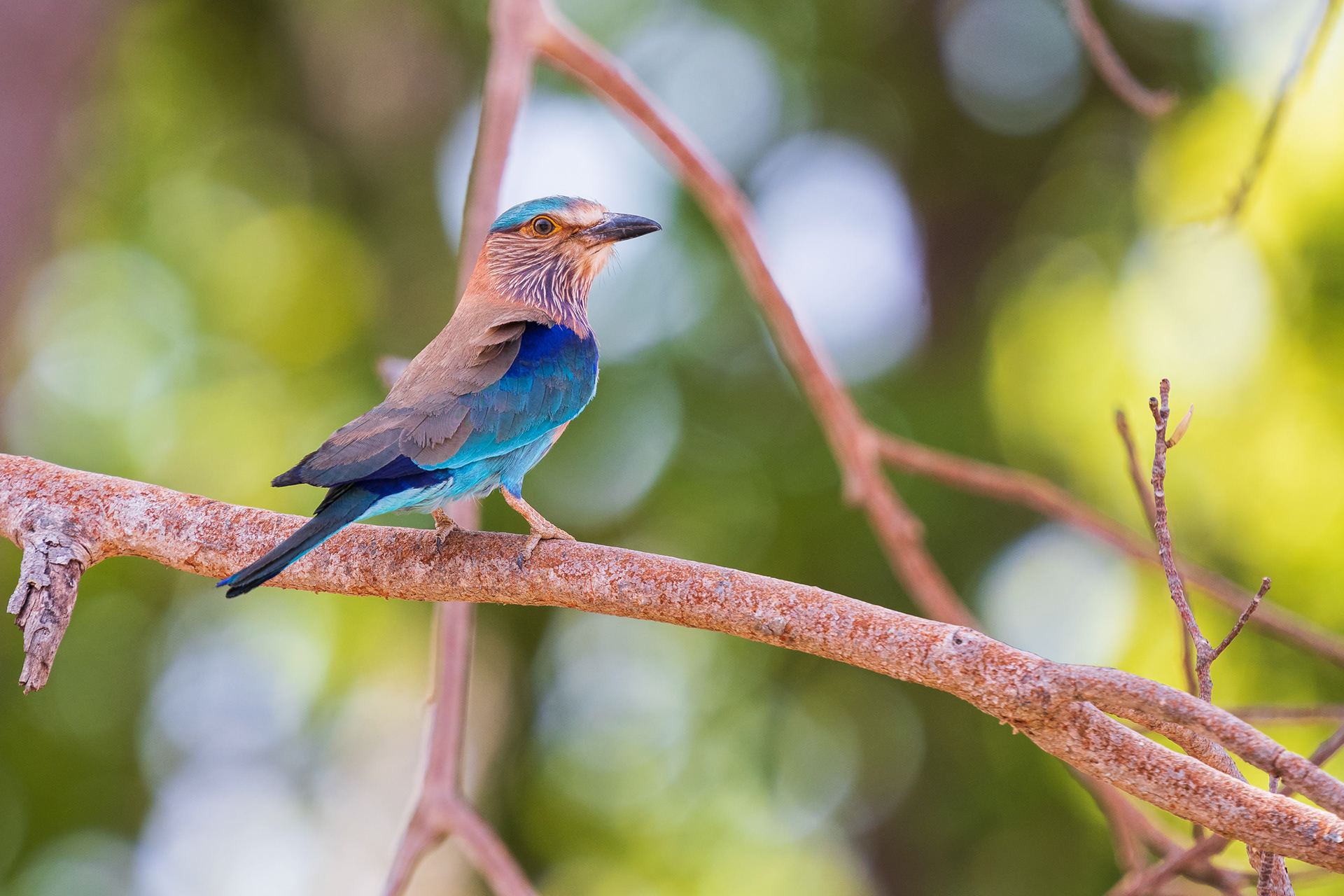Indian Roller