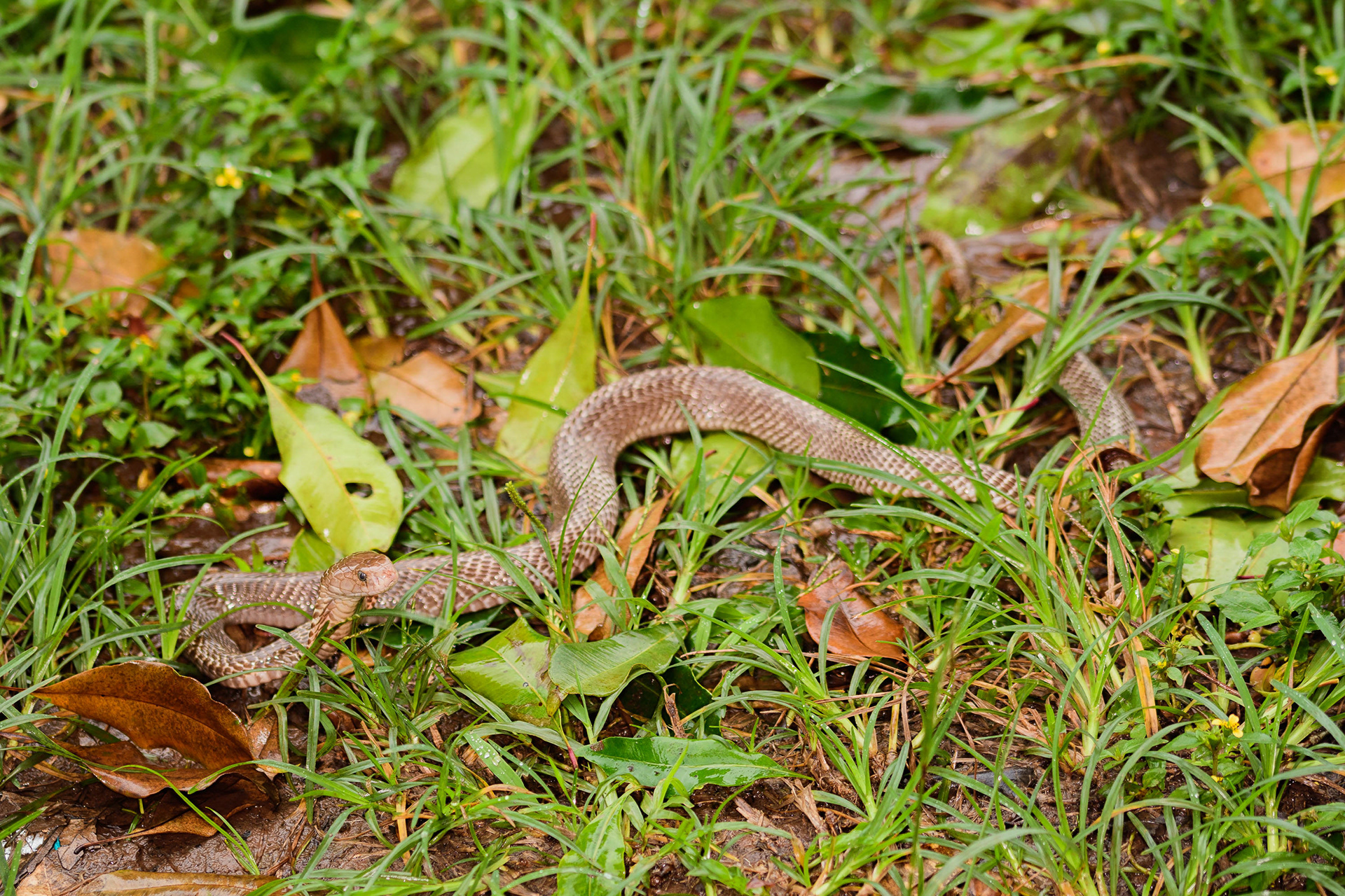 Javan Spitting Cobra