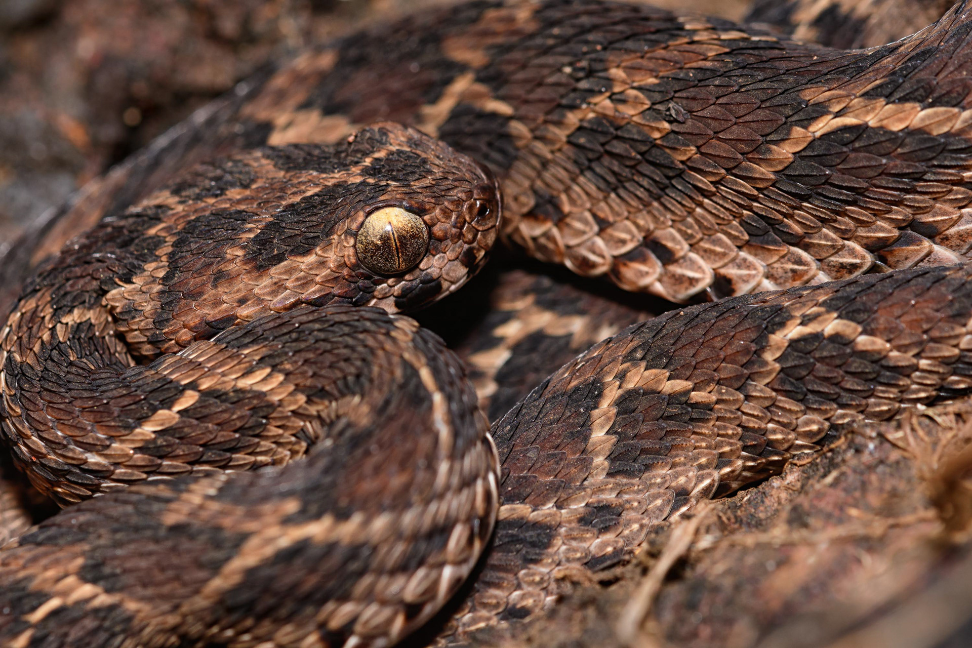 Saw Scaled Viper