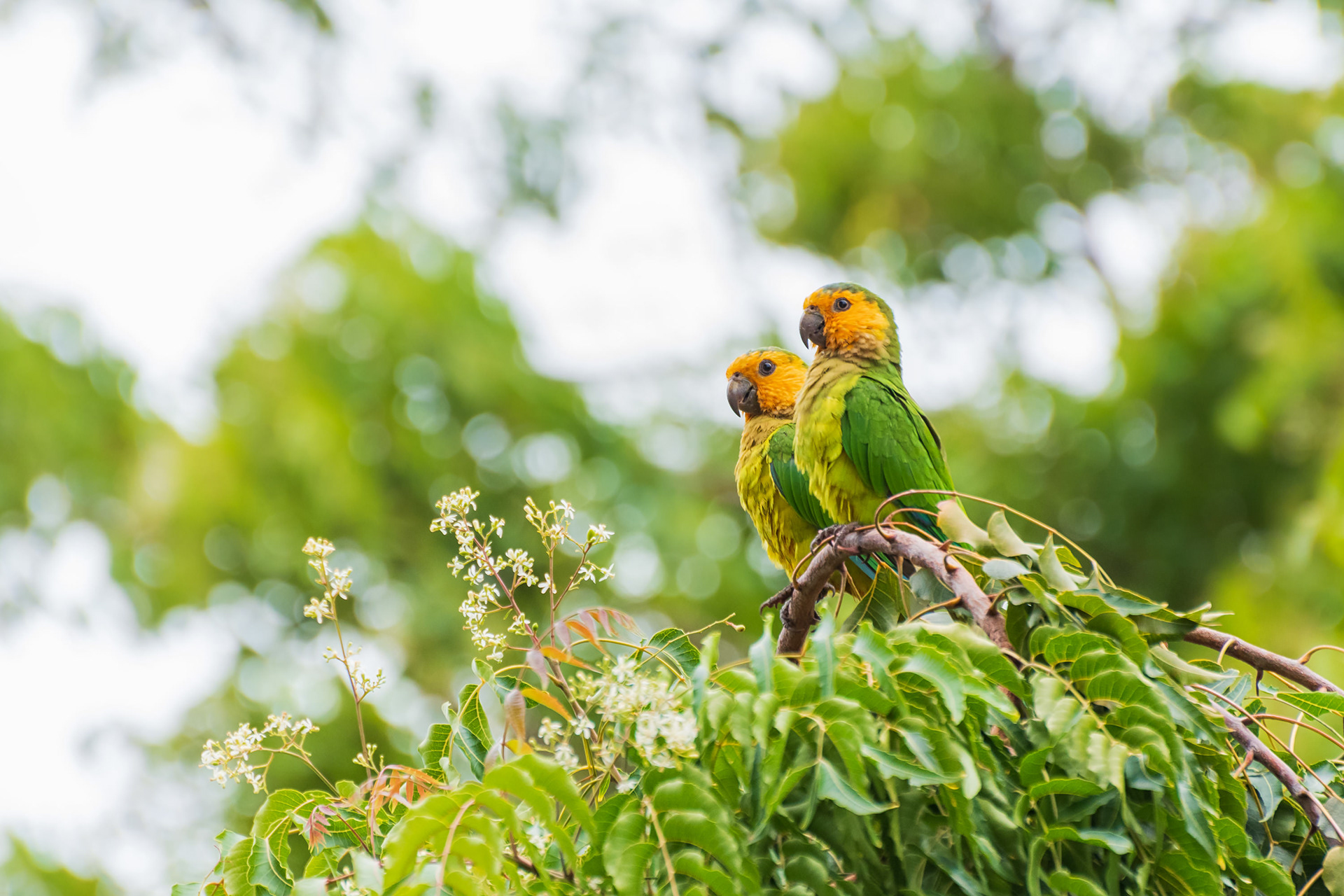 Brown-Throated Parakeet