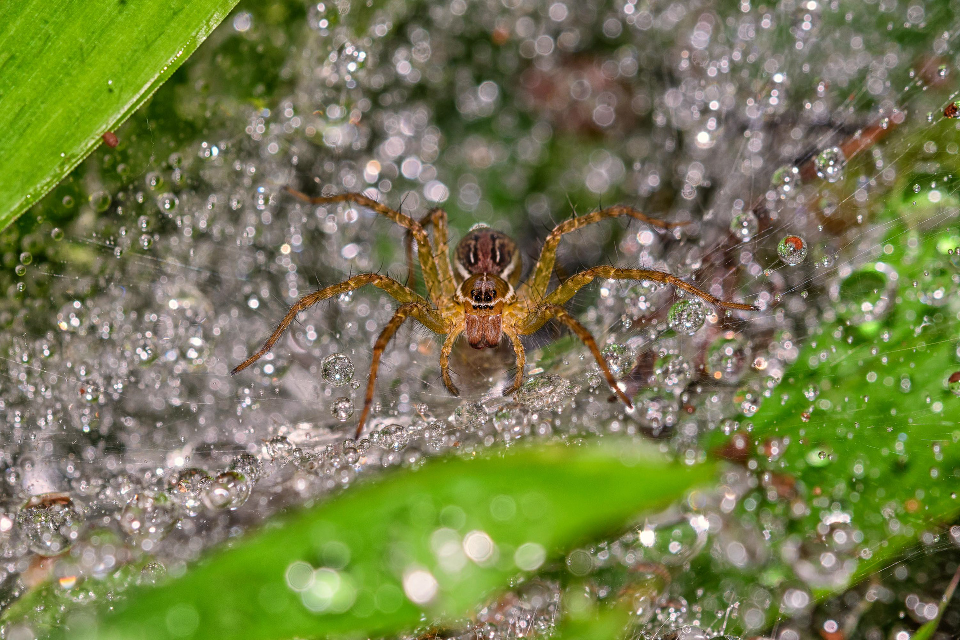 Funnel-web Spider