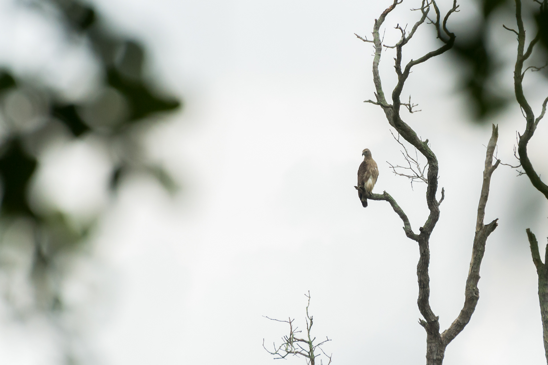 Grey-headed Fish Eagle