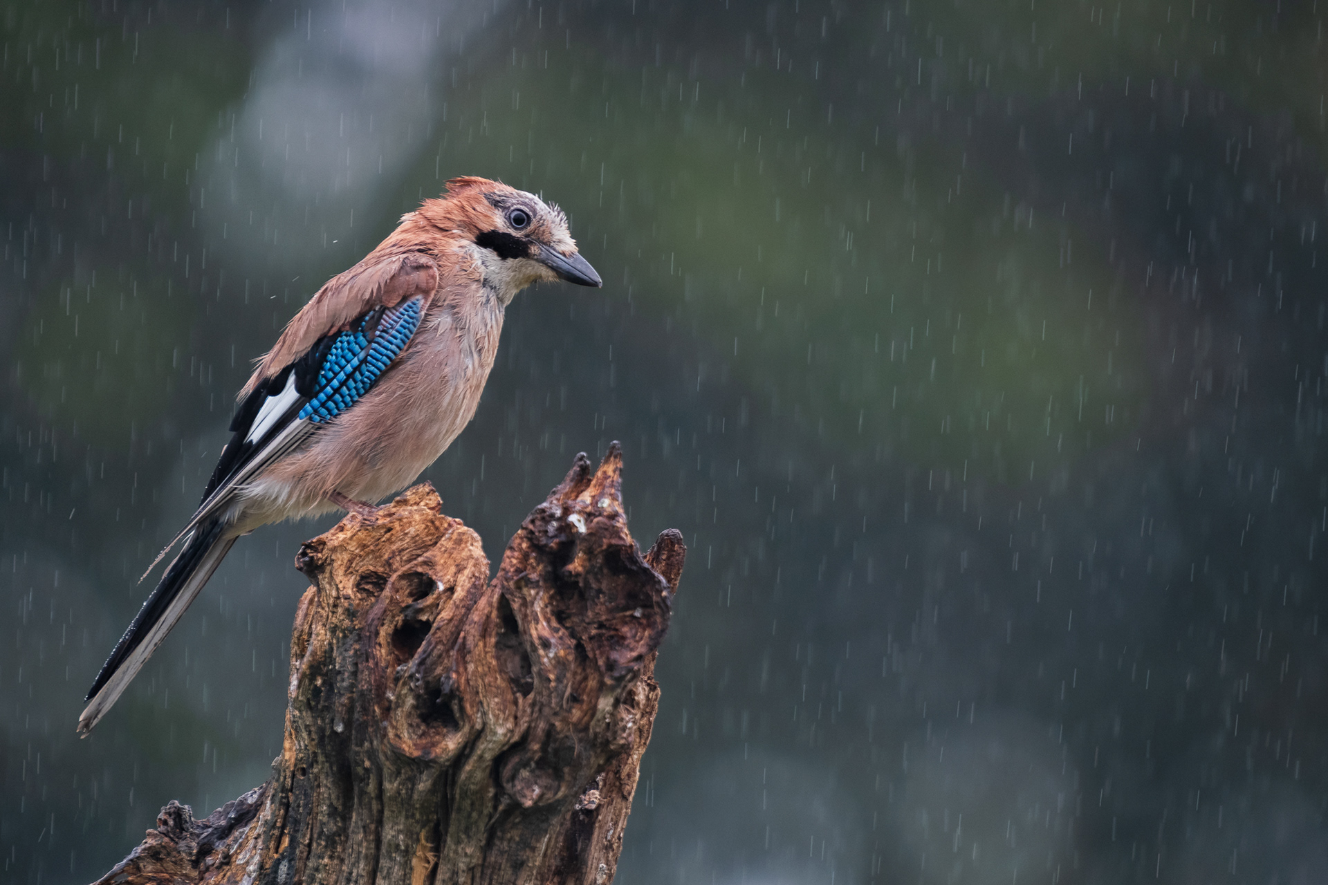 Eurasian Jay in the rain