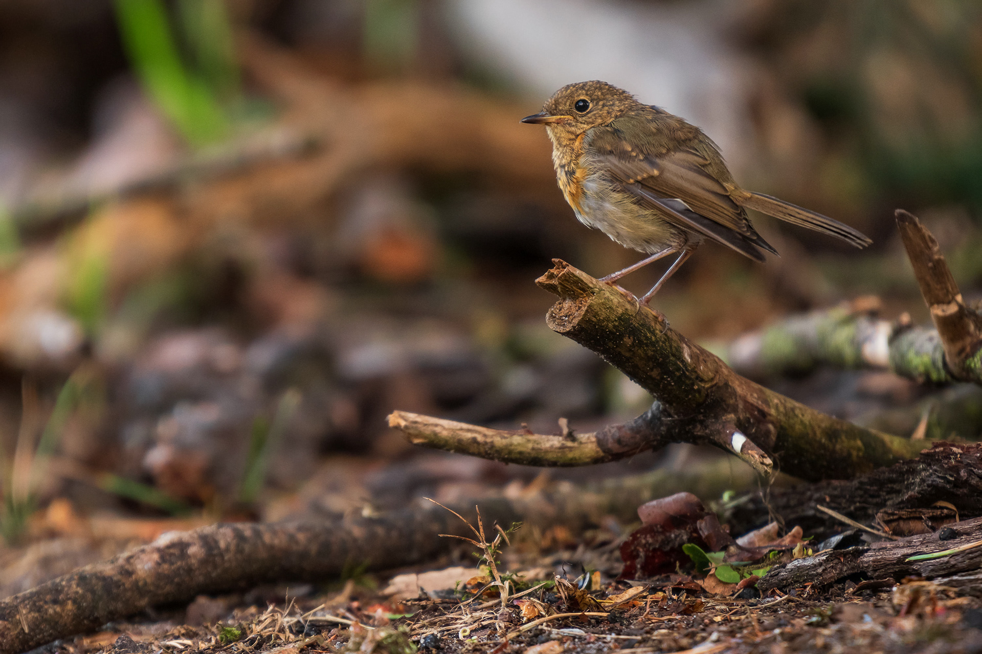 European Robin