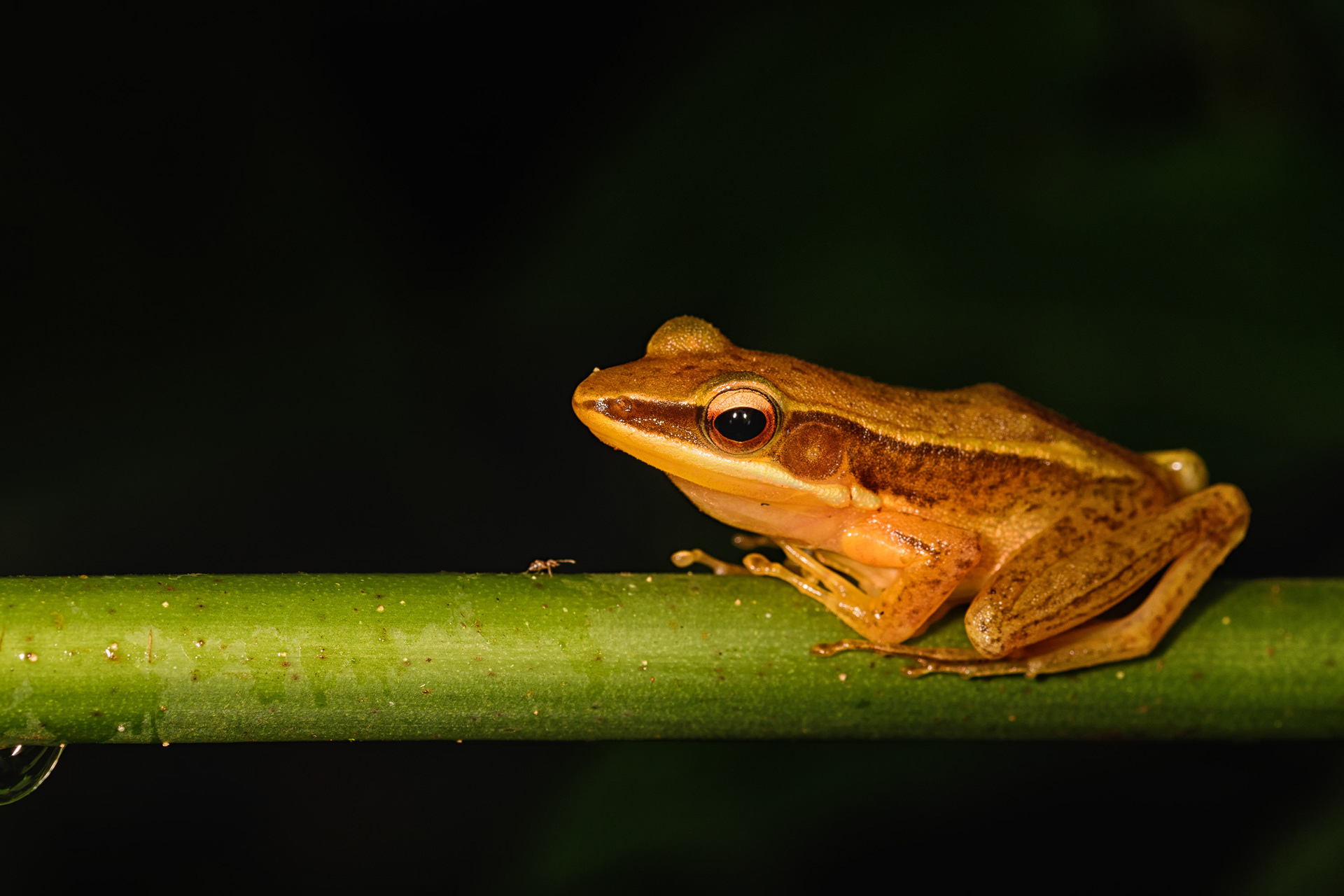 Golden Backed Frog