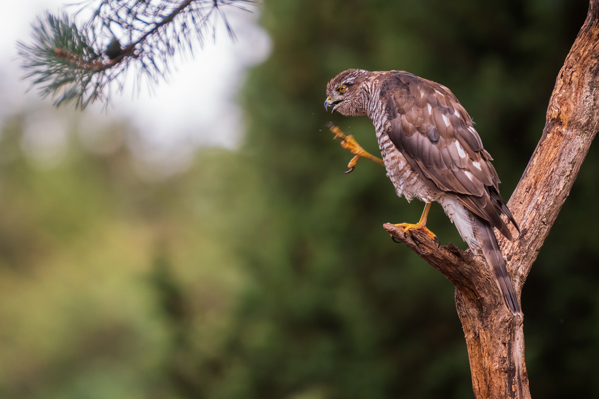 Northern Goshawk