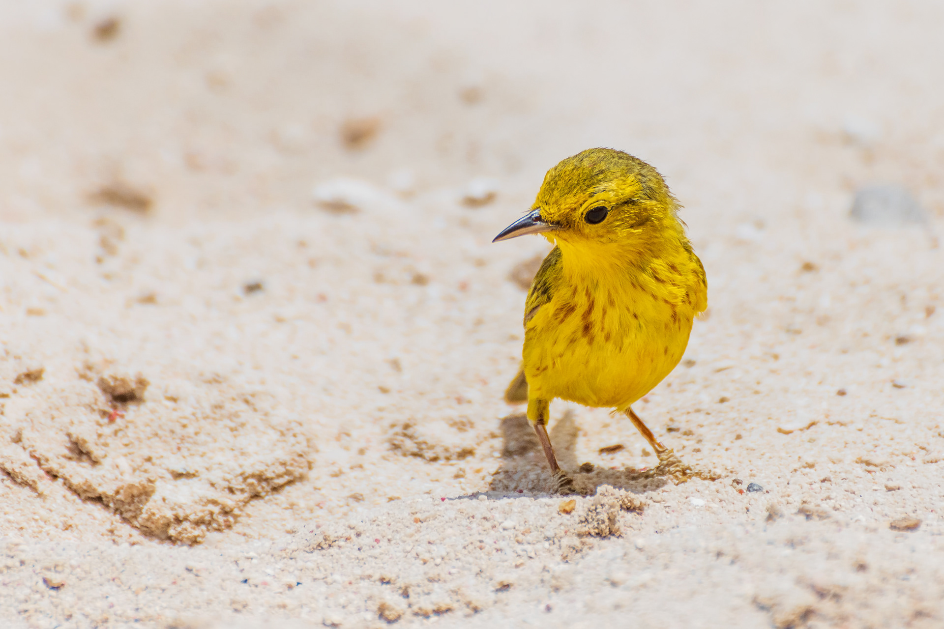 Yellow Warbler