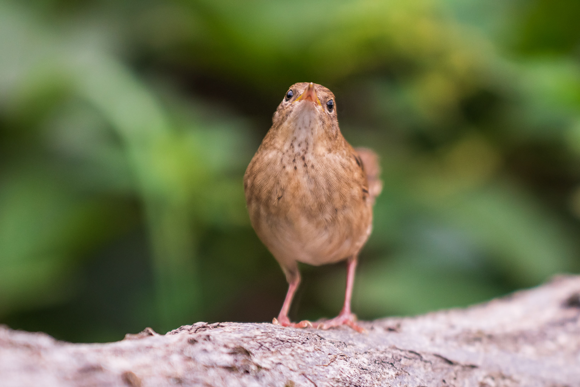 Common Grasshopper Warbler