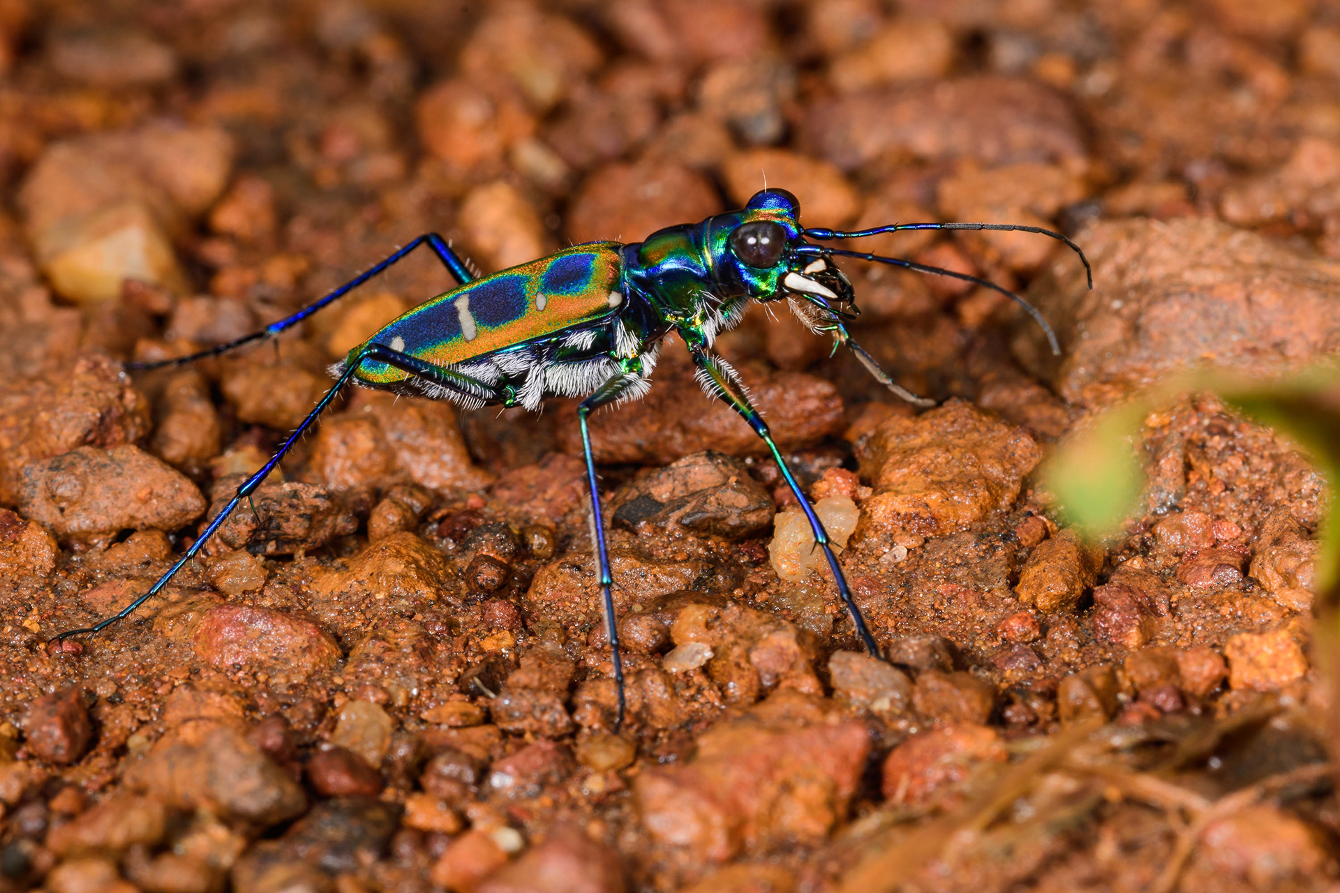 Tiger Beetle