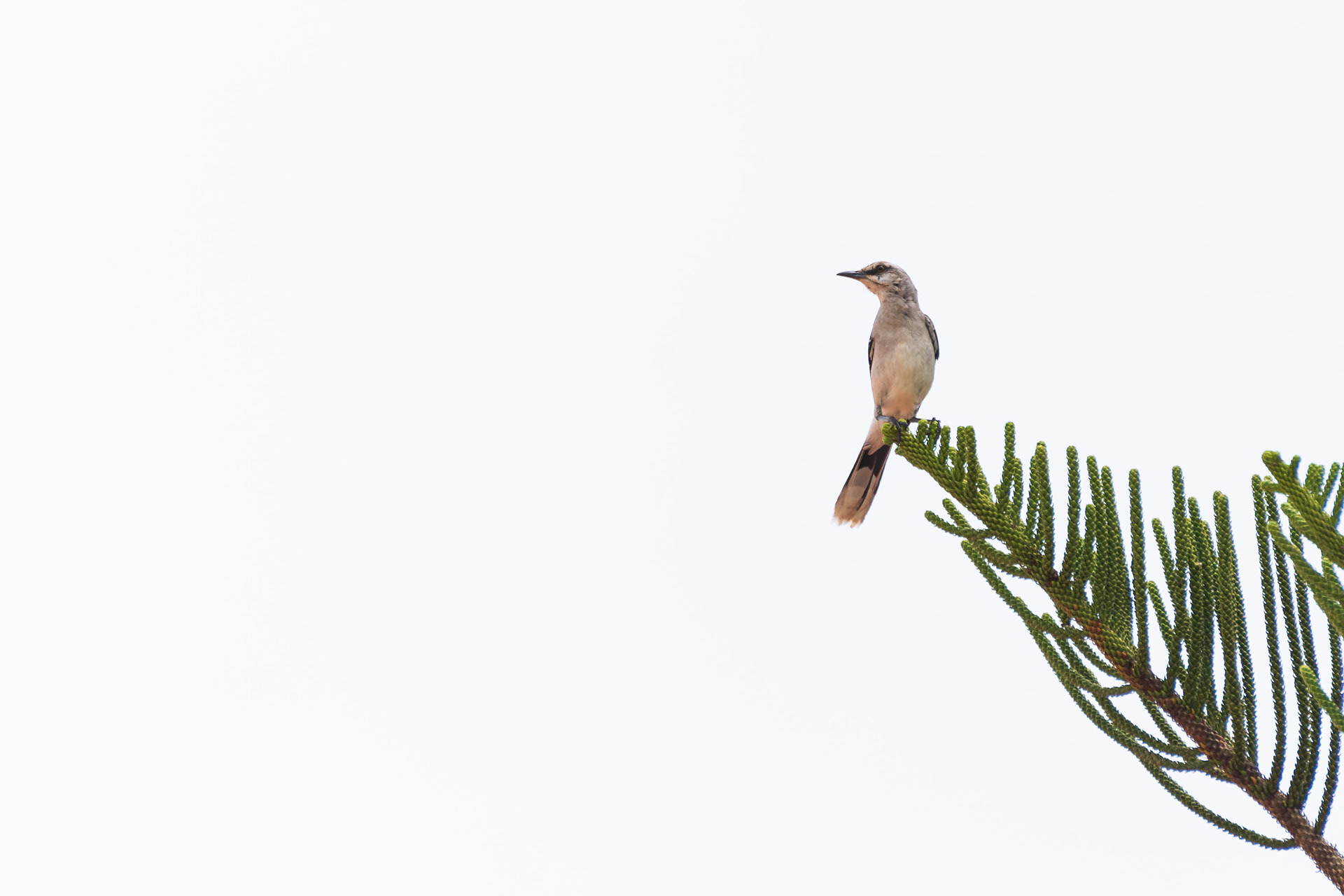 Tropical Mockingbird