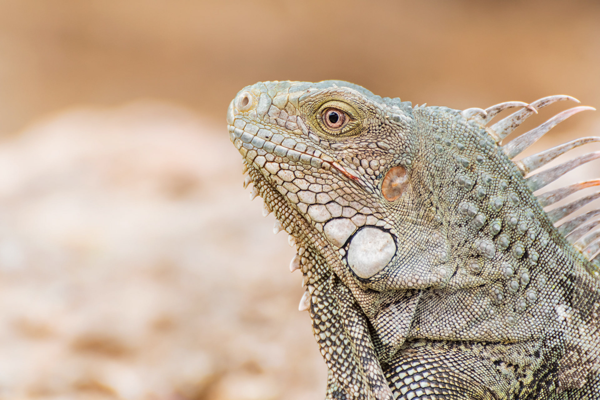 Green Iguana