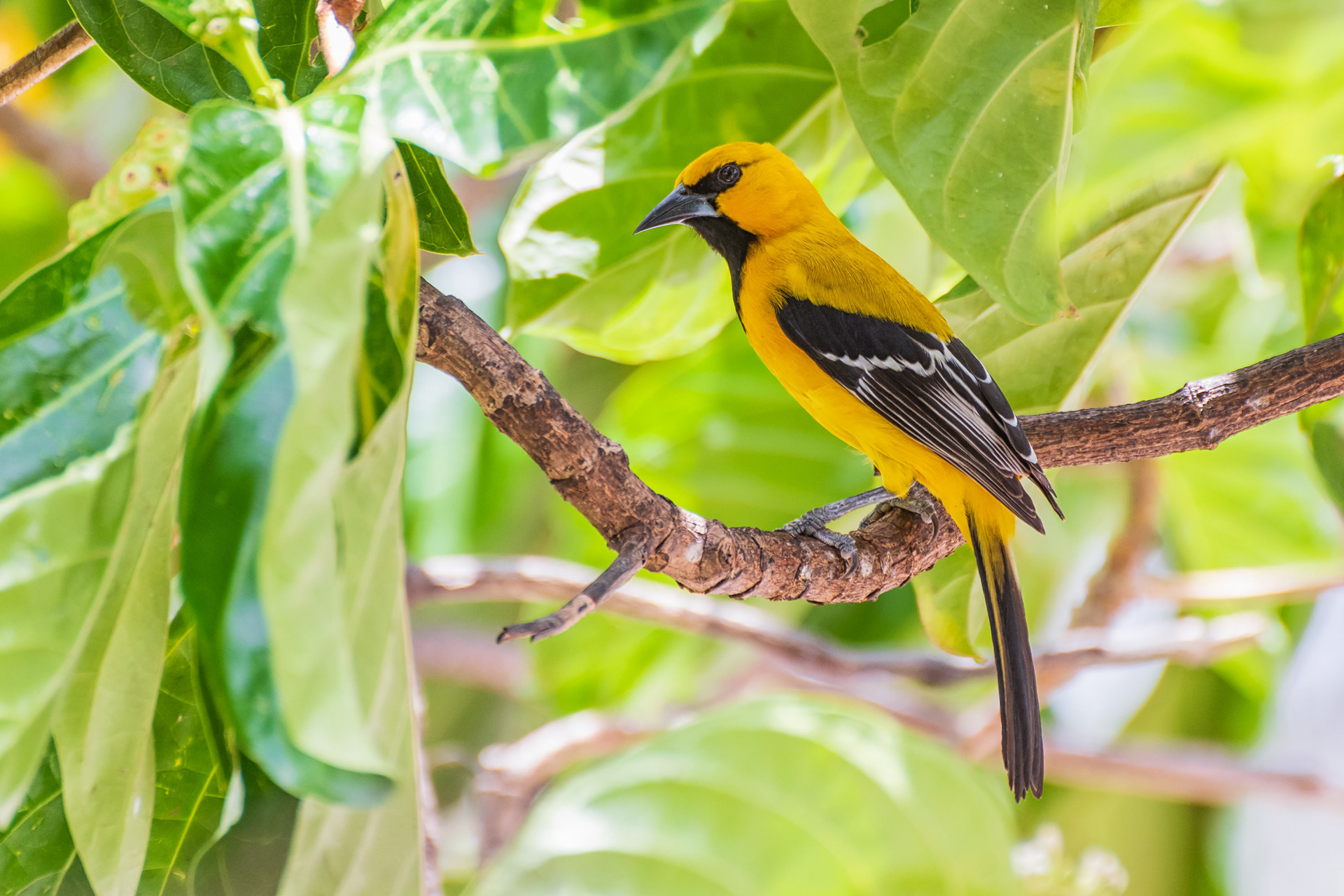 Yellow Oriole