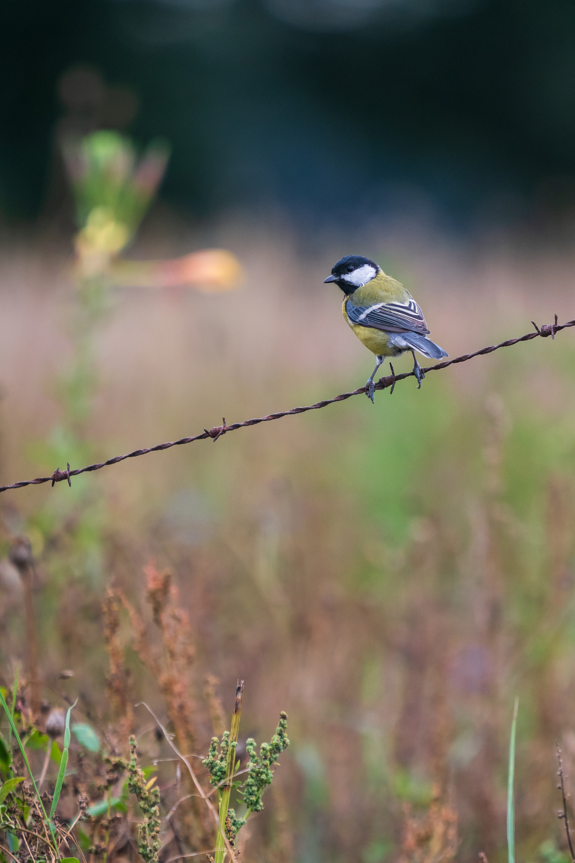 Great Tit
