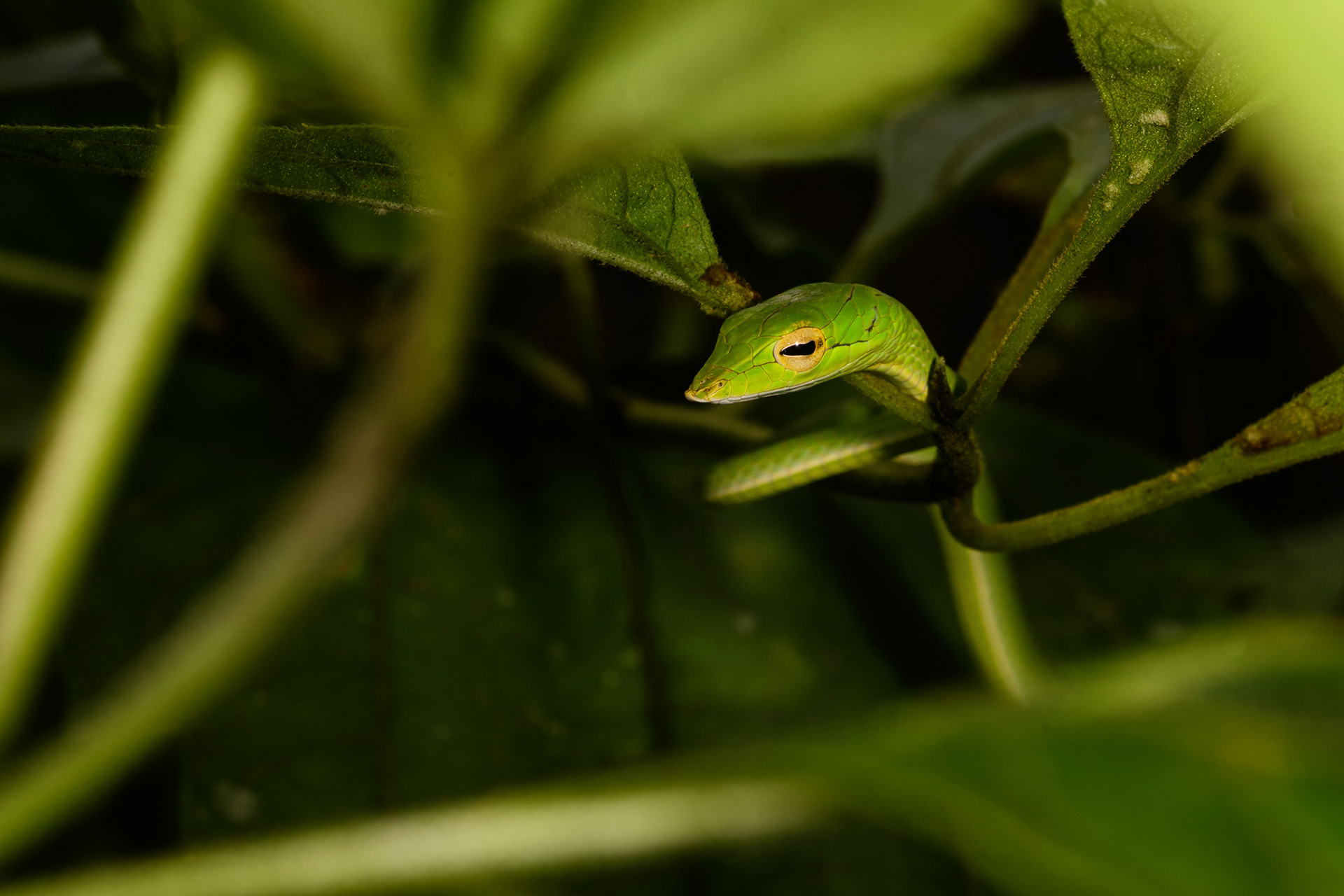 Green Vine Snake