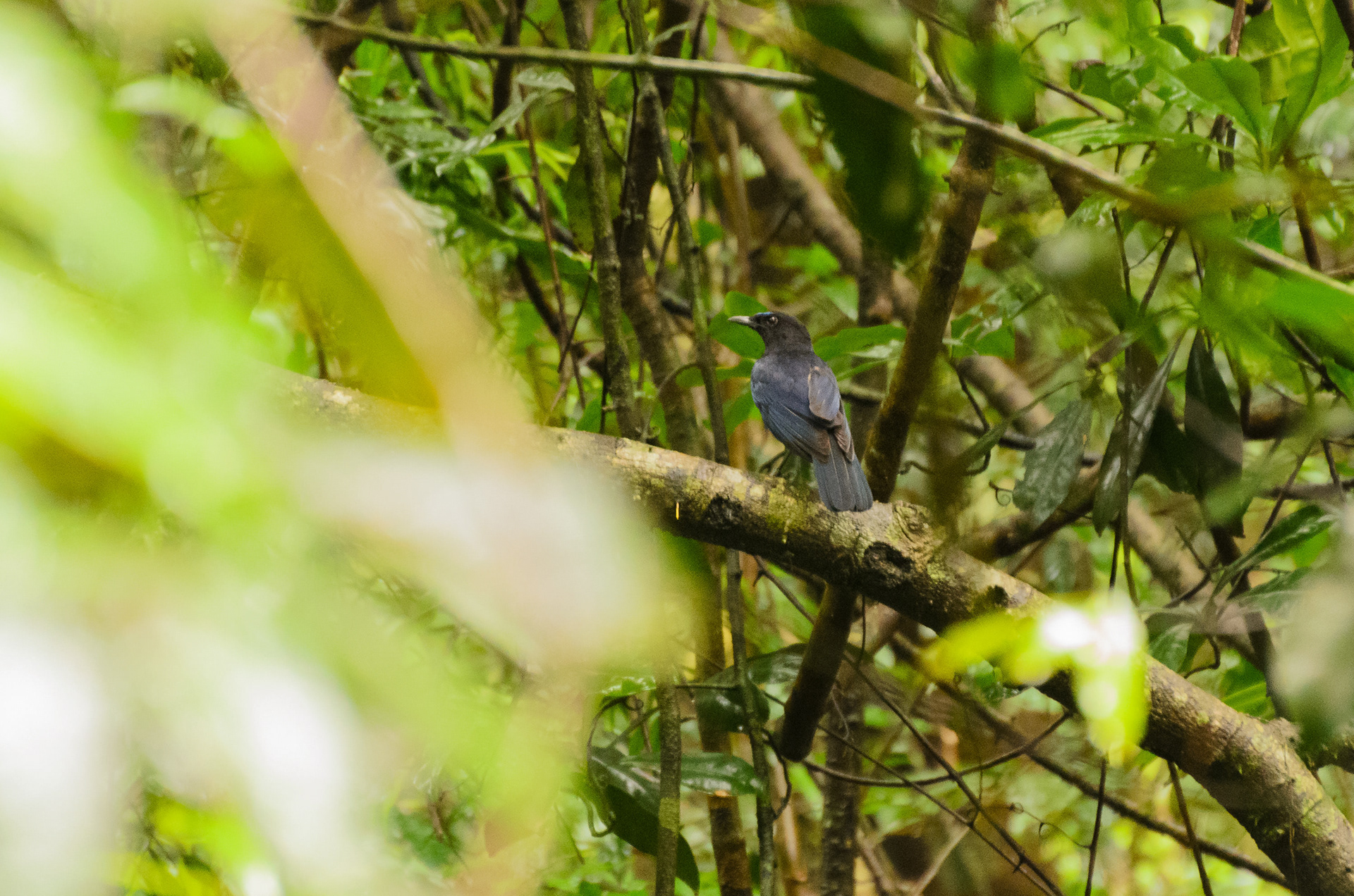 Asian fairy-bluebird
