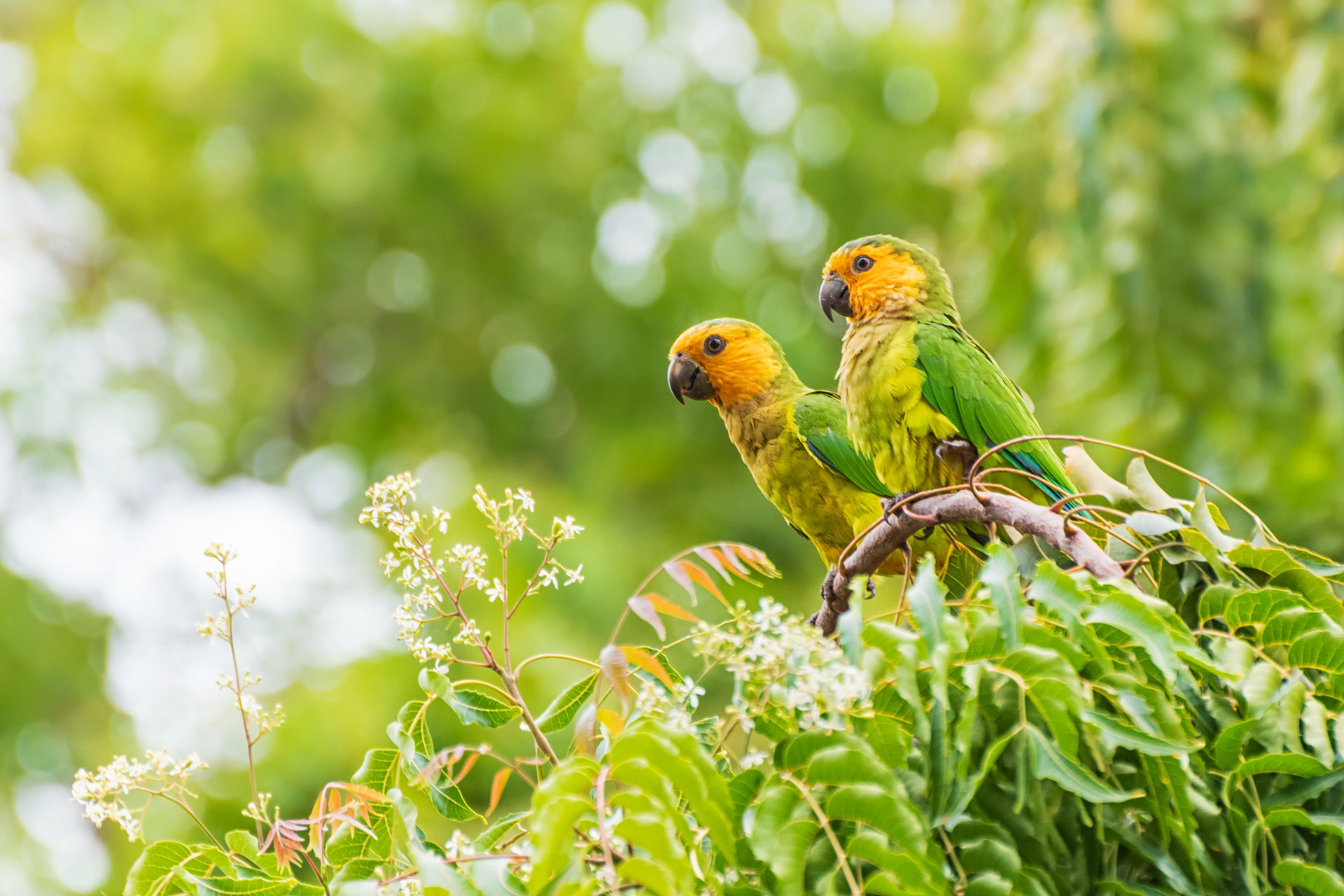 Brown-Throated Parakeet