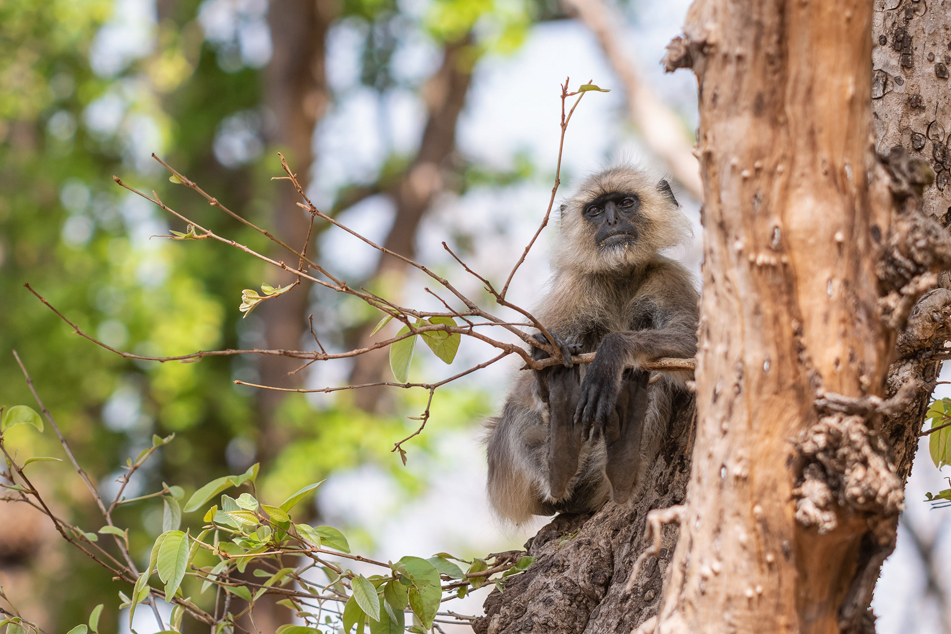 Grey Langur