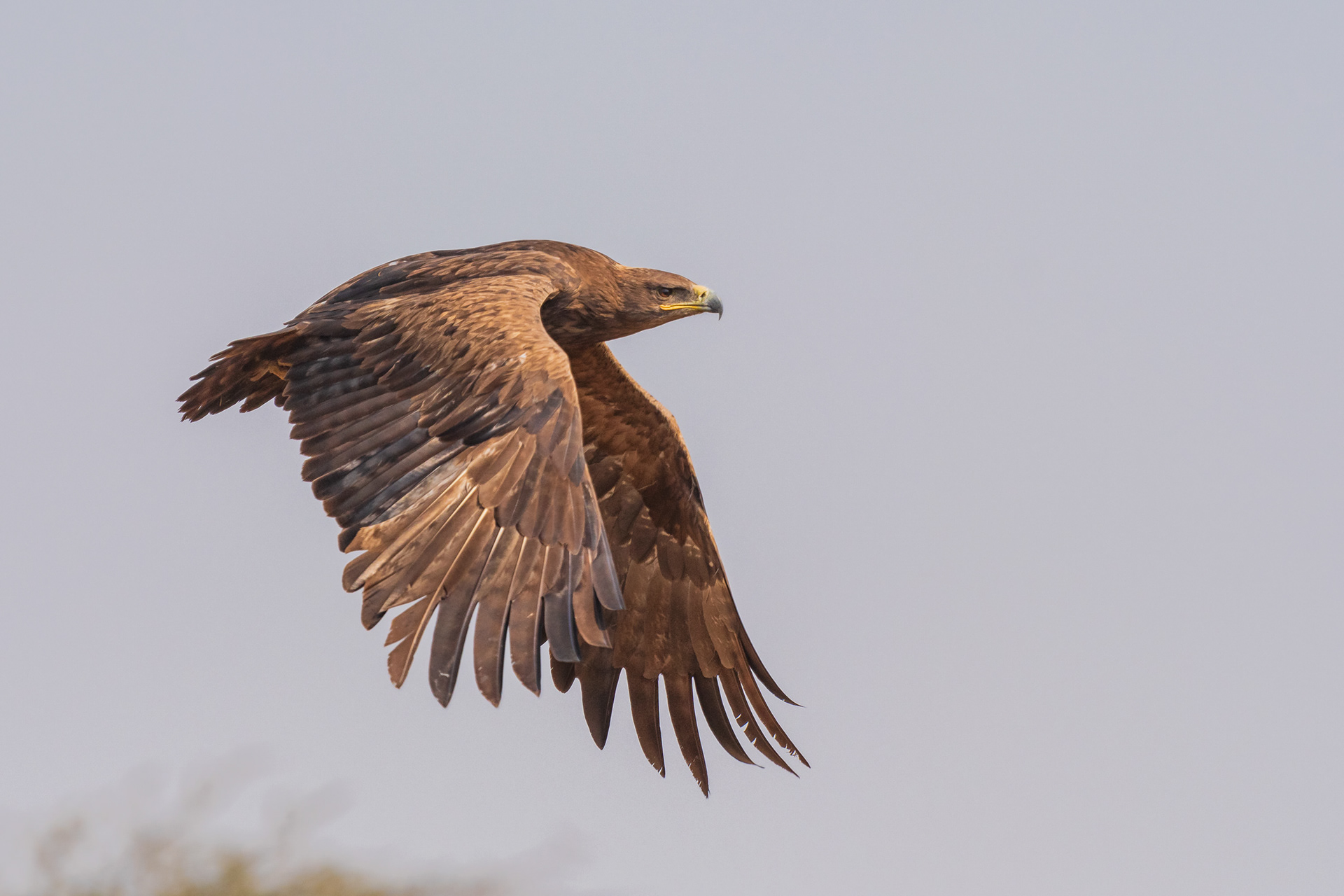 Steppe Eagle