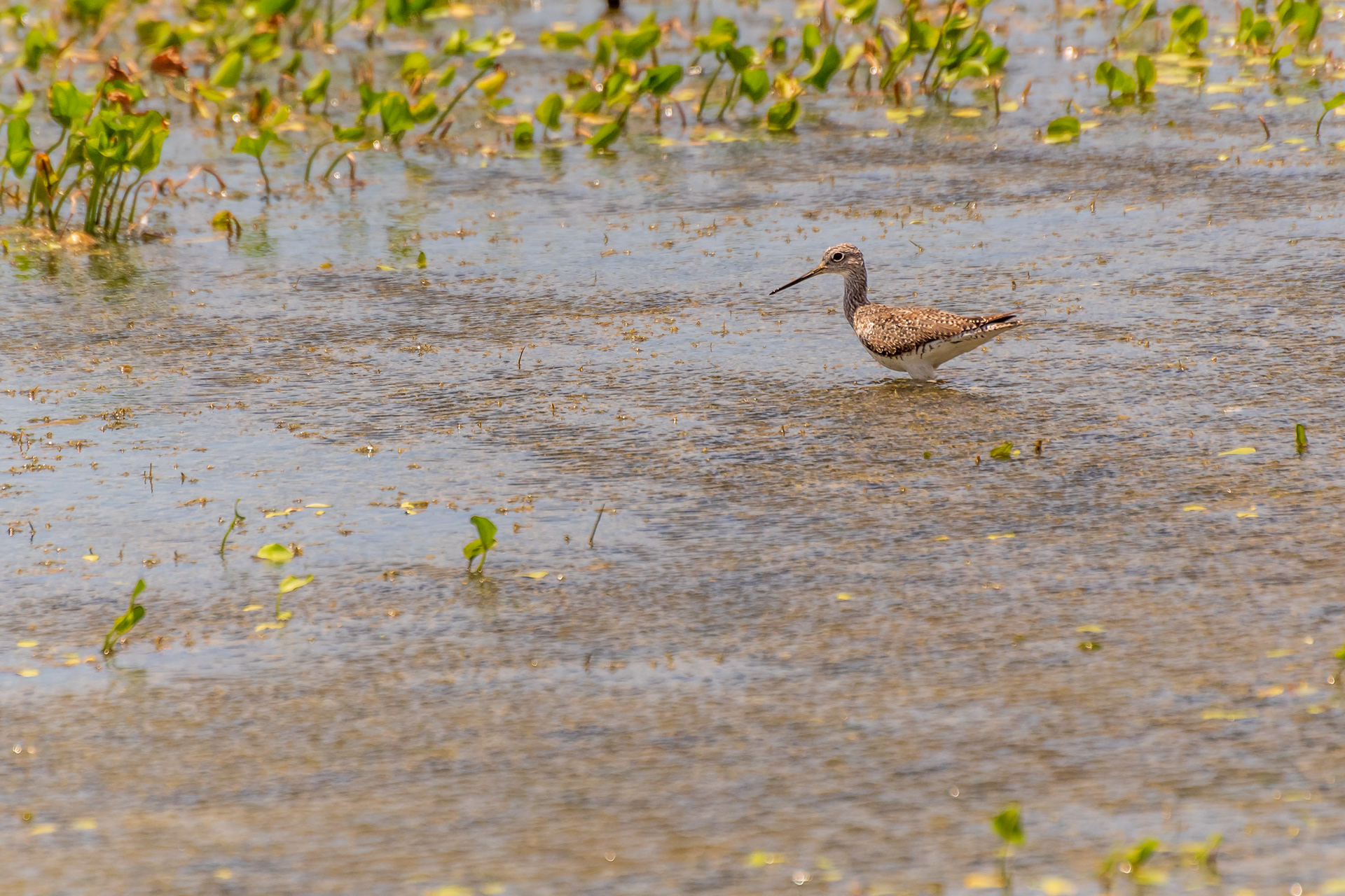 Solitary Sandpiper