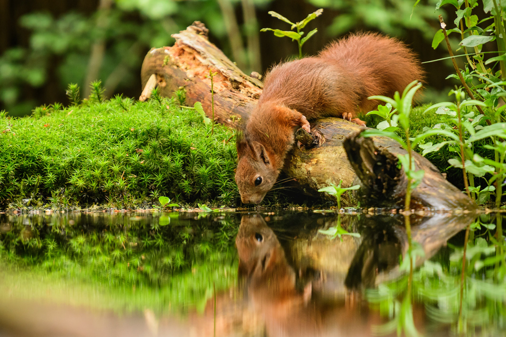 Red Squirrel