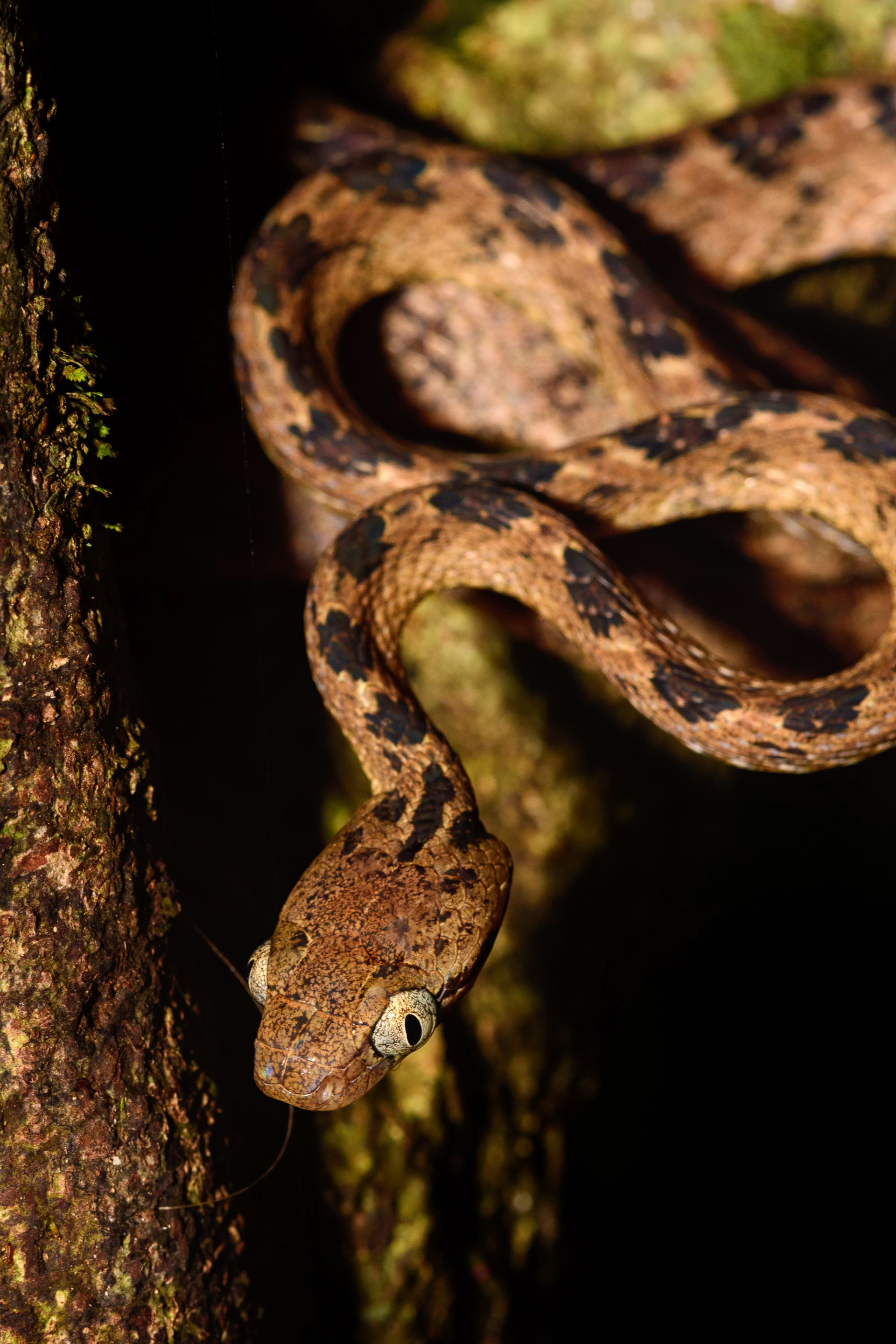 Ceylon Cat Snake