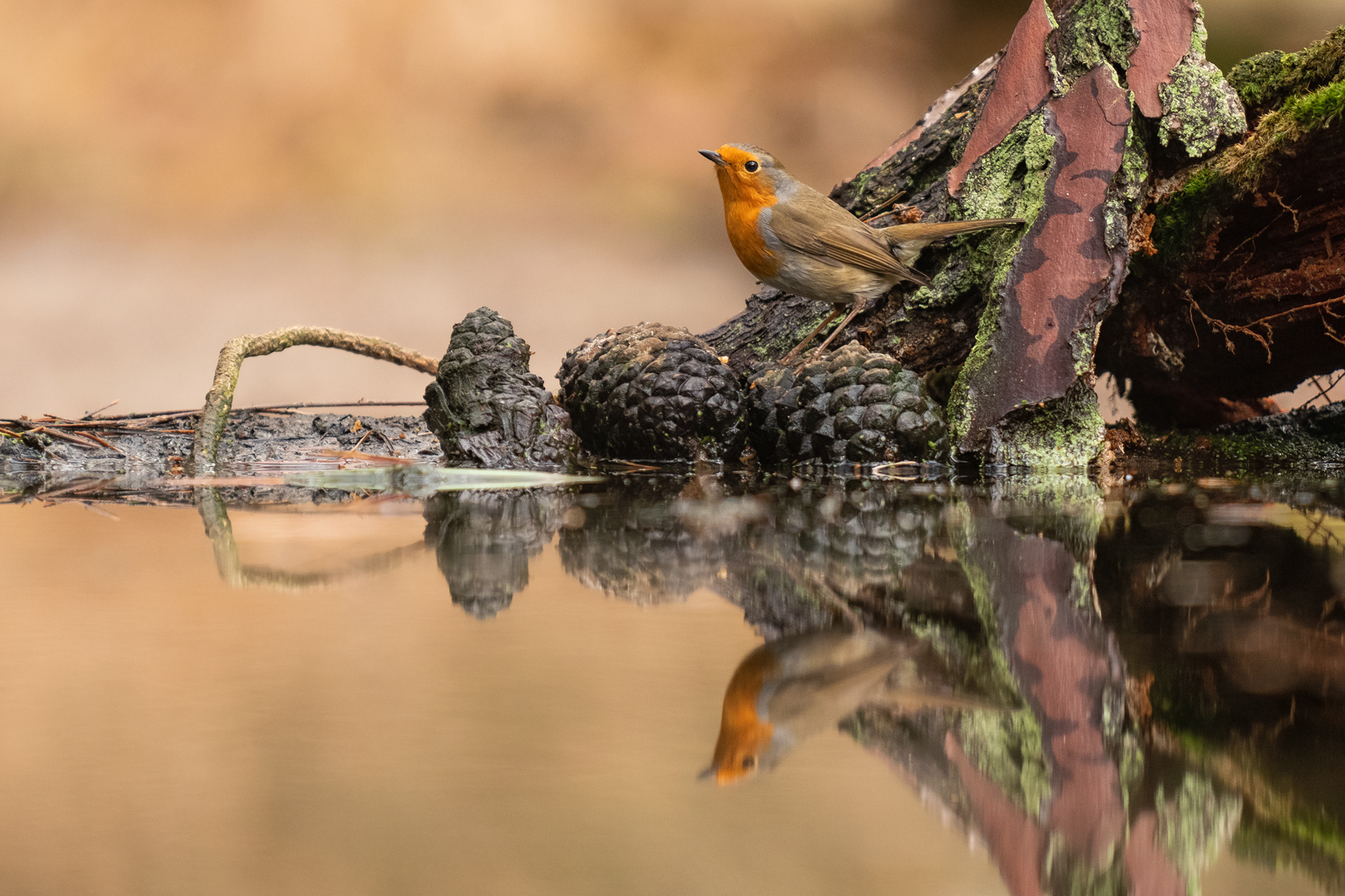 European Robin