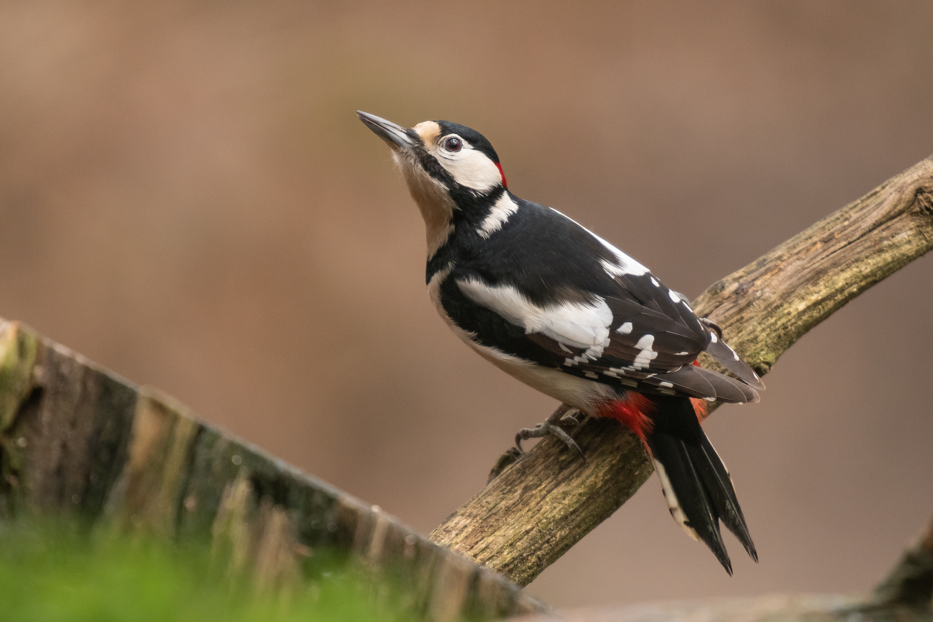 Great Spotted Woodpecker